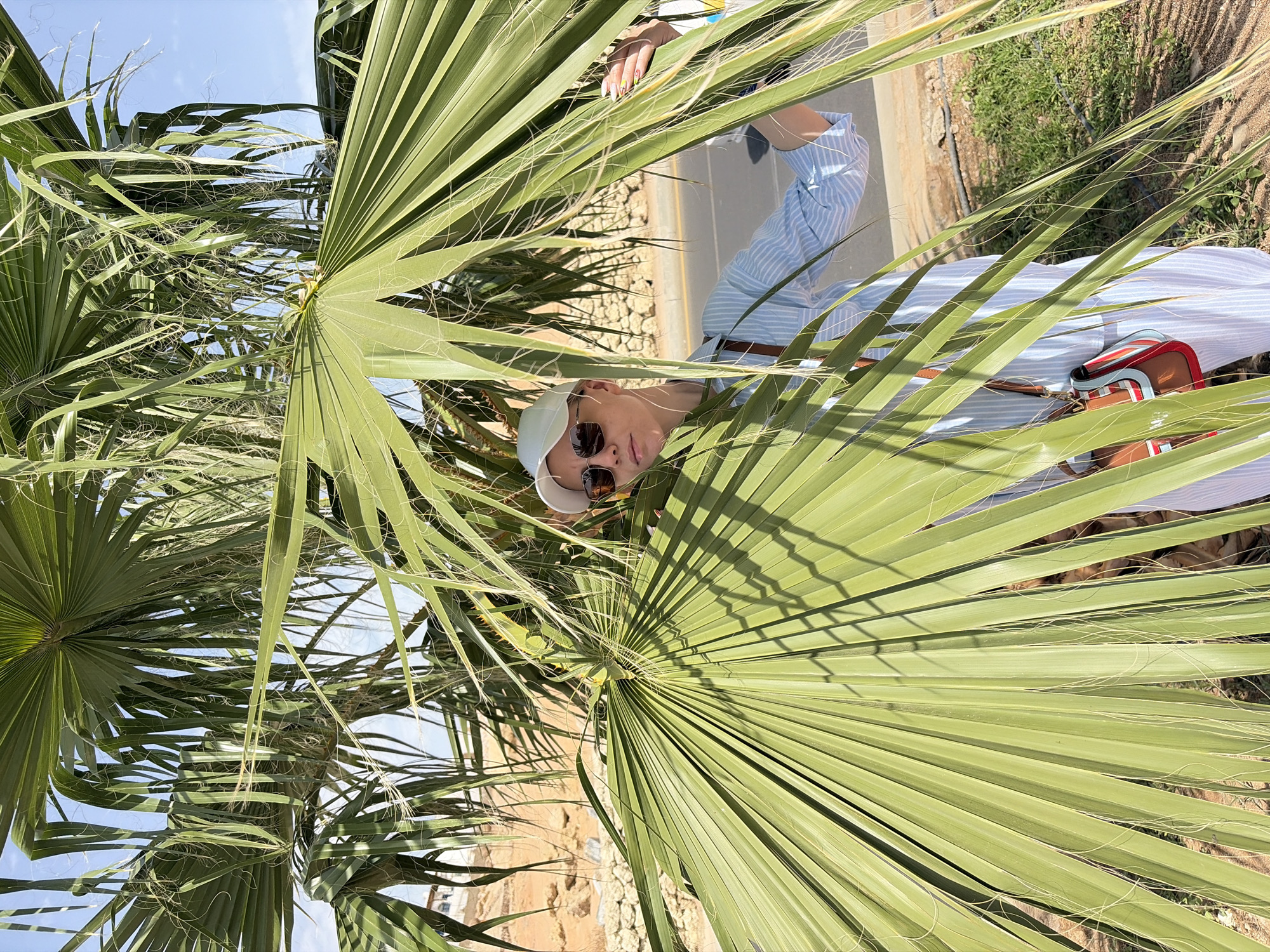 A person is partially obscured by a palm tree in Sharm El Sheikh, Egypt. The person, wearing sunglasses and a white baseball cap, is positioned behind the large fronds of the palm tree. The individual is also wearing a blue and white striped shirt, a brown belt, and has a brown and red bag slung across their body. In the background, there is a view of a road, vegetation, and what appears to be a sandy or rocky terrain. The sky is visible through the gaps in the palm fronds.