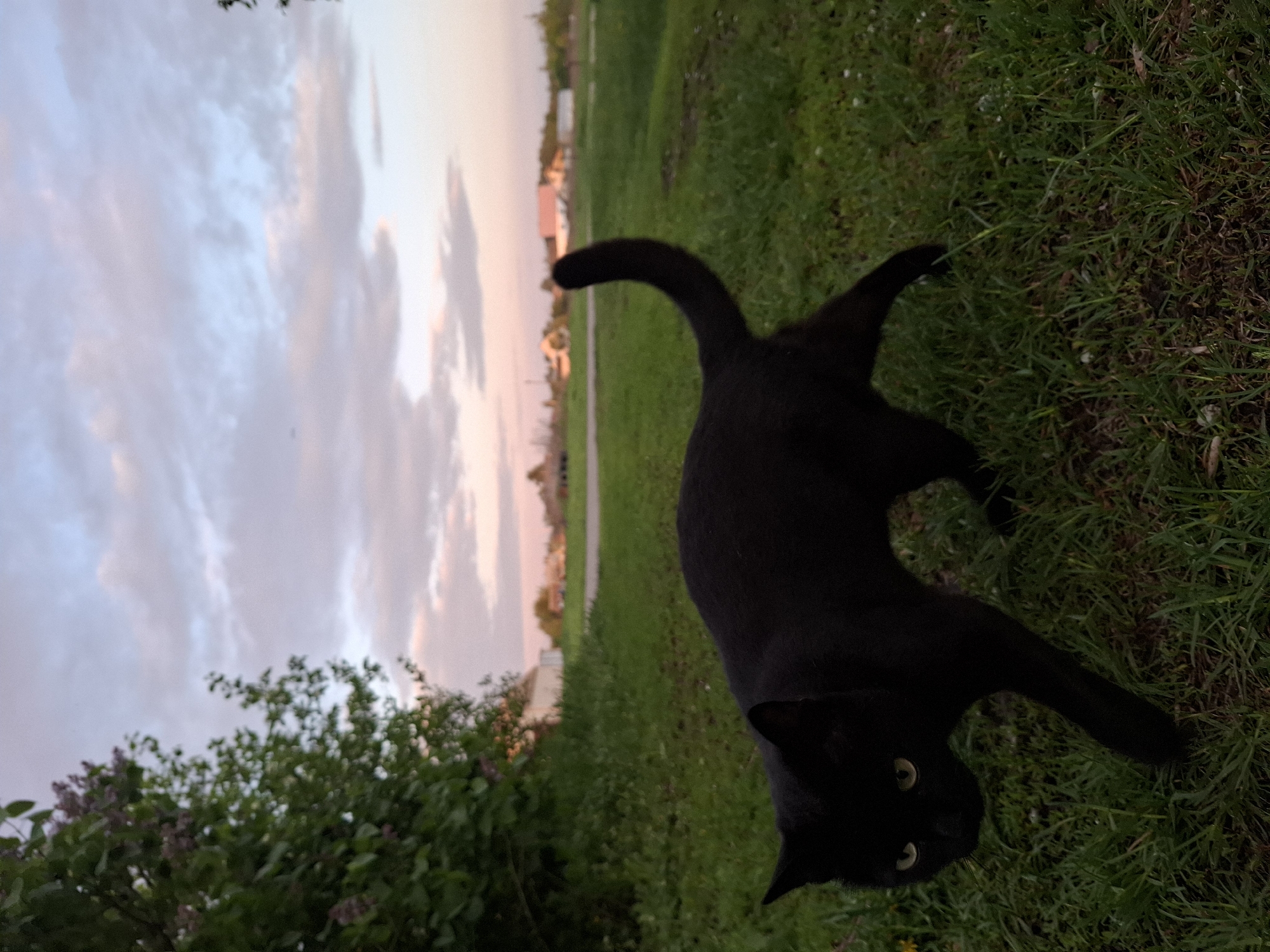 A black cat is the primary subject, standing on grass in an outdoor setting. The cat has piercing yellow eyes that are directed towards the camera. In the background, there's a glimpse of buildings in the distance, suggesting an urban area. The sky is visible with pink and blue hues, indicating either sunrise or sunset. There's also a bush with green leaves in the foreground. While the image provides context, there's no direct indication of the location being Khlevnoye, Russia.