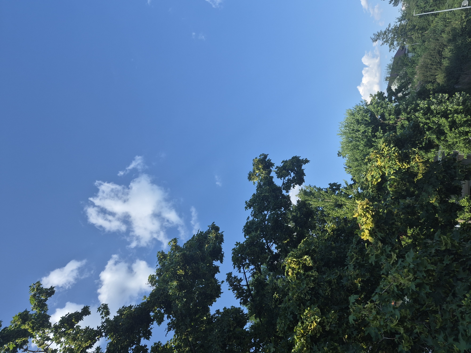 The image shows a clear blue sky with scattered white clouds. In the foreground, the lush green foliage of trees dominates the left side and bottom of the frame. Some leaves on the trees have a yellow hue, possibly indicating changing seasons or sun exposure. In the background, the tops of houses and more dense vegetation are visible, suggesting a residential or suburban area. A lamppost is partially visible on the right side. The scene appears to be outdoors on a bright, sunny day. The location is Unknown, Unknown.