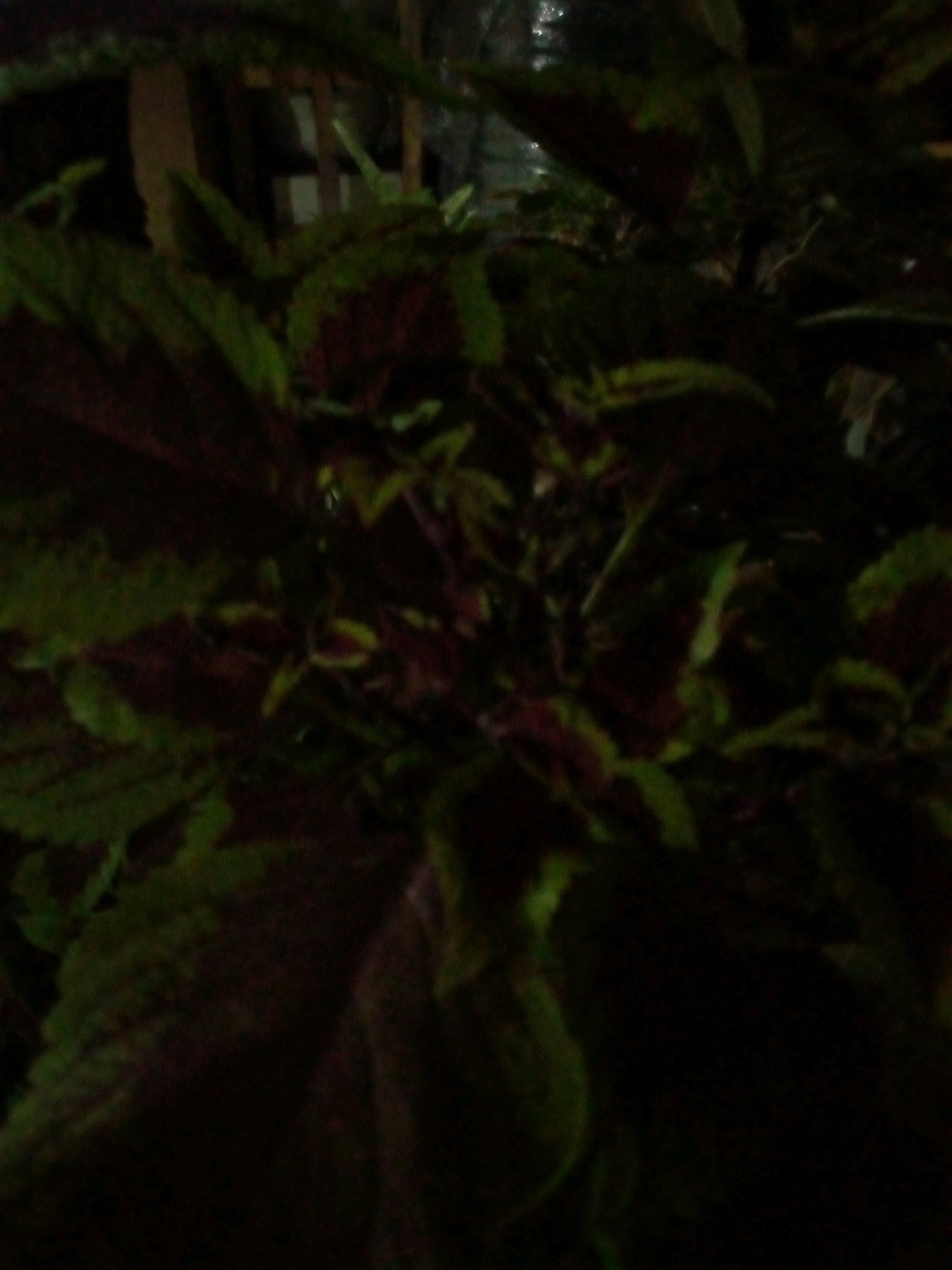 The image is a close-up shot of a plant with dark green and burgundy leaves, possibly a coleus. The plant is dense and appears to be outdoors, with some wooden structures visible in the blurred background. The lighting is dim, suggesting it might be evening or a shaded area. The location is identified as Sumberwono, Indonesia. There are no people or specific actions depicted in the image.