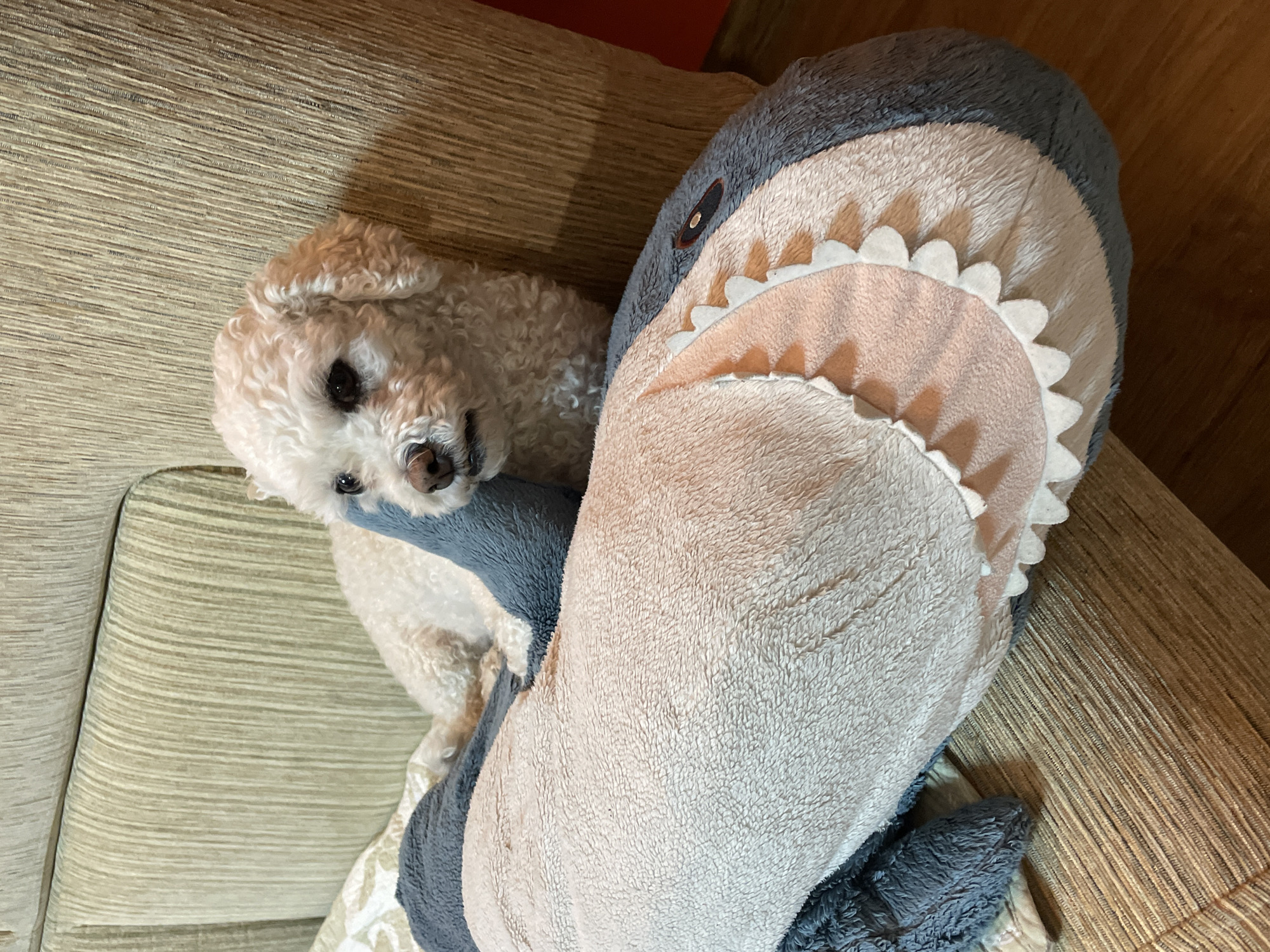 A white toy poodle is lying on a tan couch with a large, plush shark toy. The shark toy is gray and light pink with white felt teeth. The poodle is nestled against the shark, its head facing the camera. The background is a tan couch and a wooden floor. There is no indication of the location being Yekaterinburg, Russia.