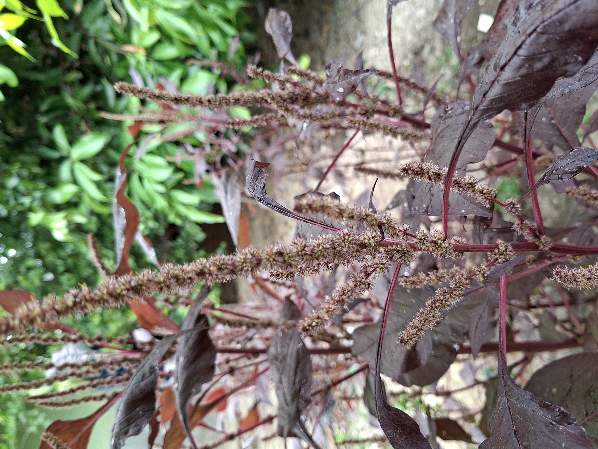 This close-up shot features a plant with distinct dark purplish-red leaves and numerous spike-like flower clusters. The leaves are broad and ovate, some appearing to have small water droplets, suggesting recent rain or dew. The stems are also a rich reddish-purple, complementing the deep hue of the foliage.
The flowers are arranged in dense, elongated inflorescences, exhibiting a brownish-beige color. They are prominent throughout the frame, extending from the plant's main stems.
The background is softly blurred, showing lighter green foliage, indicative of other plants or trees. Hints of lighter, possibly greyish-beige structures, perhaps a wall or ground, can be discerned in the distant background.
The scene is set outdoors, under natural daylight, with no specific time of day explicitly discernible beyond general daytime. No human subjects, animals, or specific activities are depicted, focusing entirely on the botanical subject. There is no visible text in the image. The plant's characteristics are consistent with a variety of Amaranth, often known as red spinach or callaloo, common in tropical regions like Kutaglumpang, Indonesia.