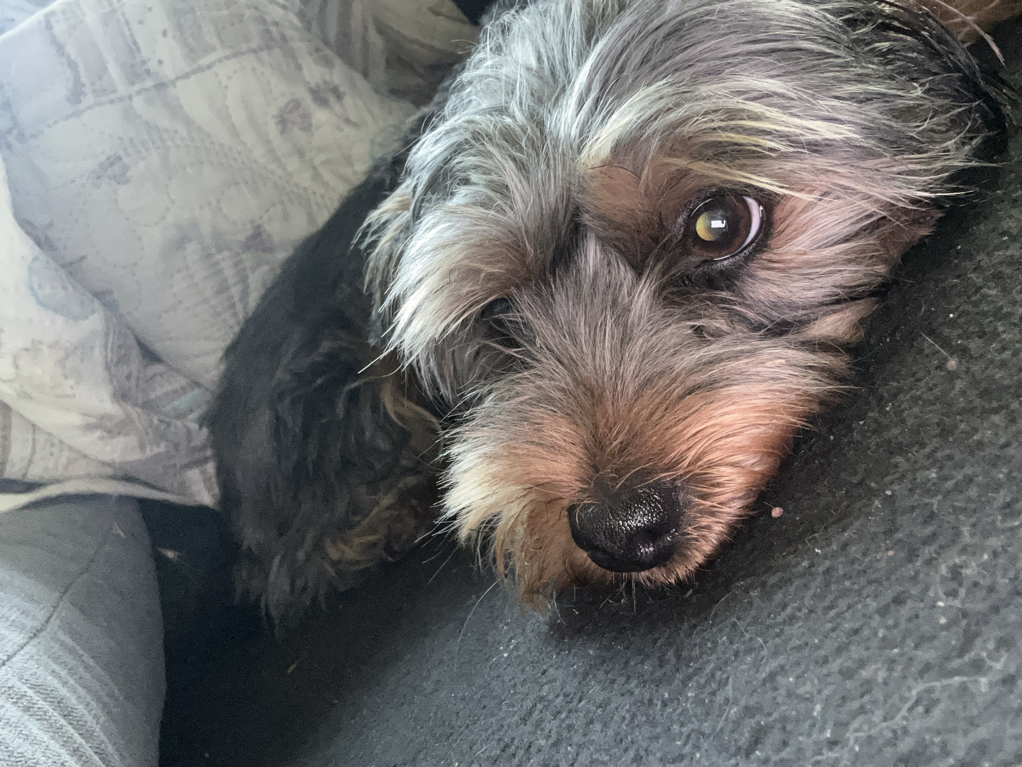 A close-up, eye-level shot shows a small dog with dark fur and greyish-blond facial hair lying down. The dog's right eye is visible, reflecting a bright light source. Its black nose is prominent, with tan fur surrounding it. The dog is resting on a dark, textured surface, possibly a couch or blanket. In the background, a light-colored, patterned fabric, likely a pillow or duvet, is visible. The scene suggests a comfortable, indoor setting.