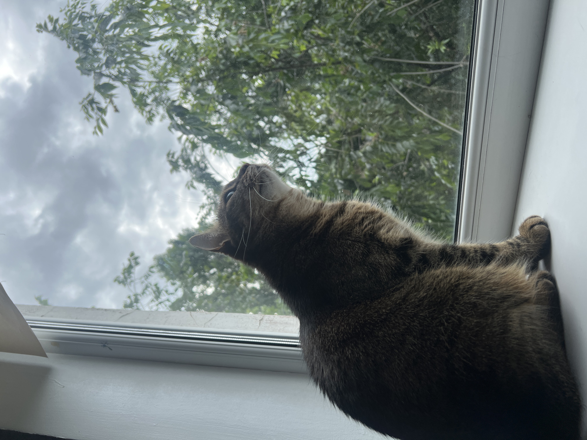 A tabby cat sits on a white windowsill, looking out a window. The cat is facing left, with its body angled towards the window. Its fur is brown and black striped. Outside the window, there are green trees and a cloudy sky. The window frame is white and gray. The scene appears to be indoors, with the cat looking out at the natural environment.