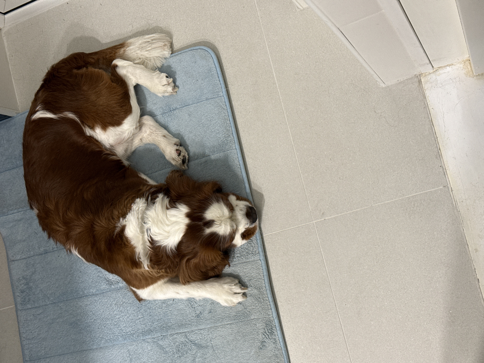 A brown and white dog is resting on a light blue bath mat on a tiled floor. The dog is lying on its side, curled up with its head resting on its paws. The floor tiles are a light gray color and appear to be in a bathroom or similar area. The image was taken indoors. The dog's breed is likely a Cavalier King Charles Spaniel or a similar breed. There are no people visible in the image. The environment suggests a domestic setting. This specific location in Dobrich, Bulgaria cannot be determined from the image alone.