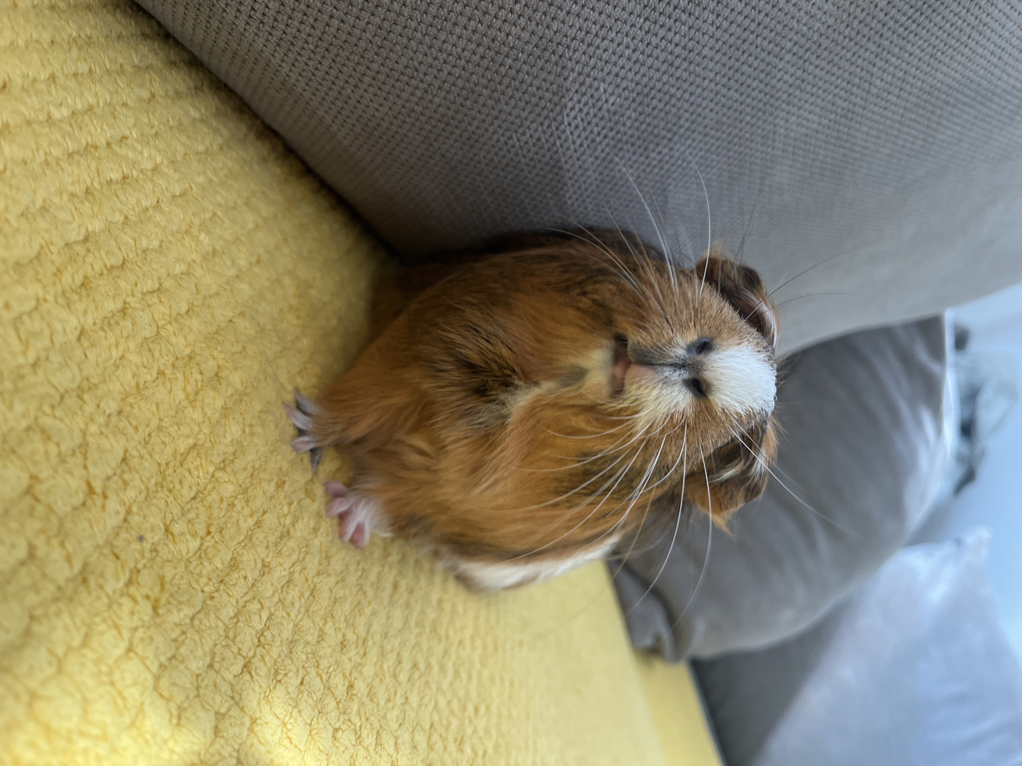 A guinea pig is sitting on a yellow textured surface, which appears to be a blanket or rug. The guinea pig is primarily brown and white, with prominent whiskers. Behind the guinea pig are two large couch cushions, one a light gray and the other a lighter gray or white, suggesting an indoor setting. The lighting suggests a moderately lit room. The specific location in the city of Unknown, Unknown cannot be determined from the image.