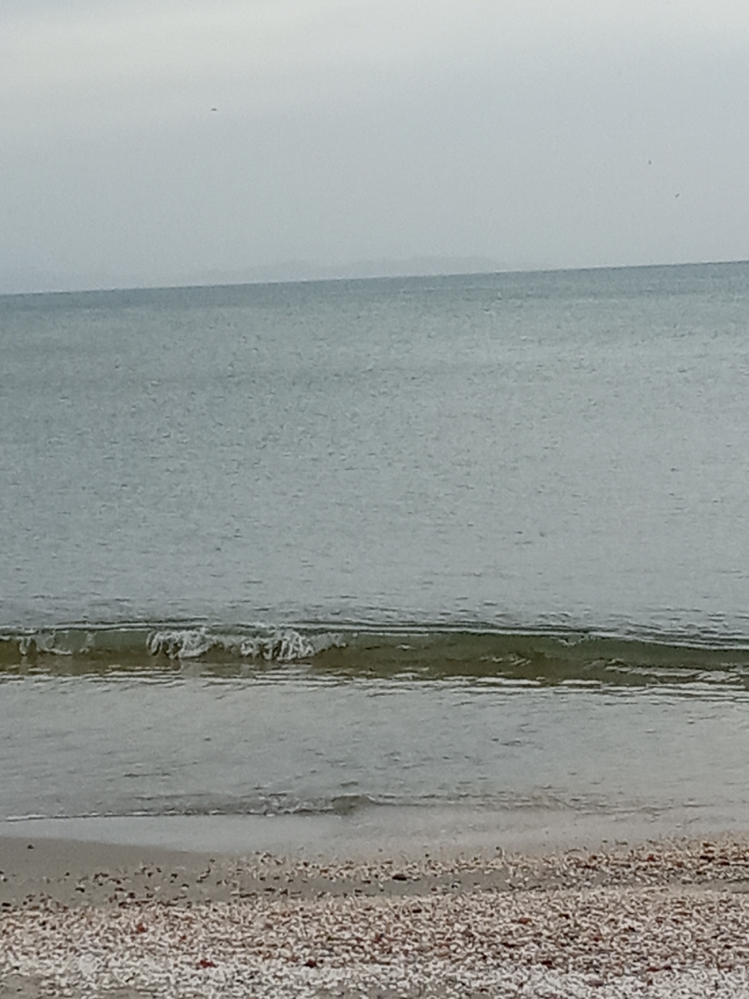 The image shows a beach in Juan Griego, Venezuela, under an overcast sky. The calm, gray-green sea stretches to the horizon where a faint landmass is visible. Gentle waves lap the shoreline, and the beach is covered in numerous small, white shells. No people are visible.