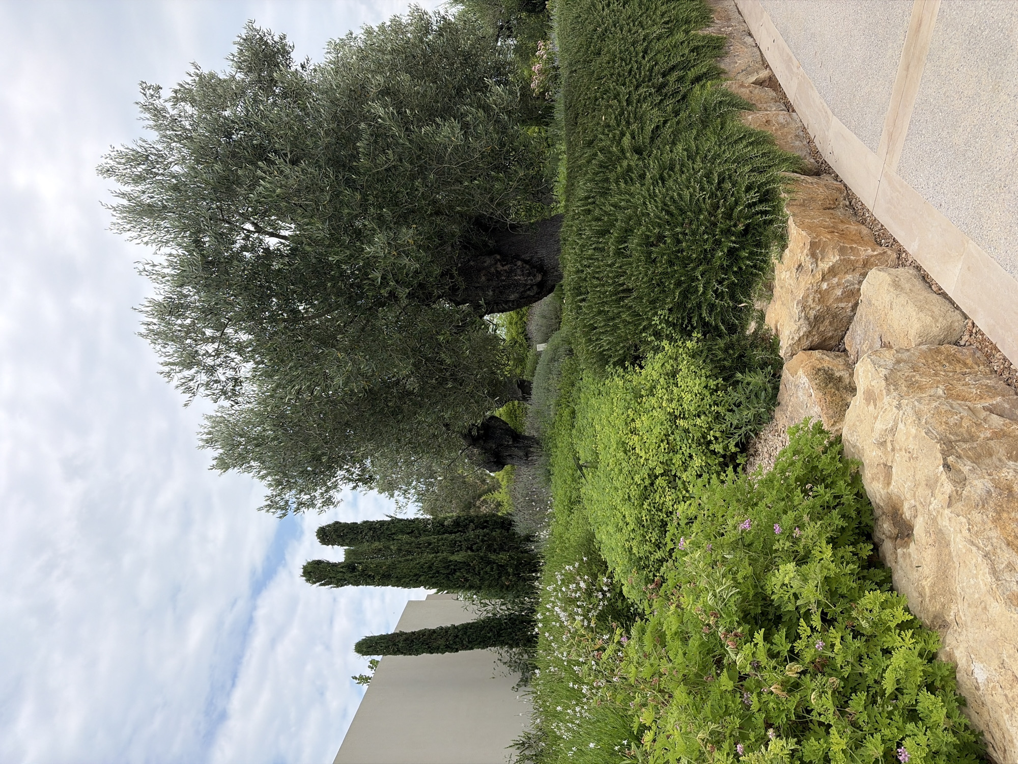 The image depicts a well-maintained garden with a variety of plants and natural elements. In the foreground, large, rough-hewn tan rocks form a retaining wall, interspersed with gravel. Beyond the rocks, a lush green shrubbery cascades over the edge, with some smaller pink flowers visible. To the left, a dense green bush with small pink flowers is prominent. Further back, a bed of small white flowers and green foliage is visible, with taller, slender, dark green trees behind it. Dominating the midground is a very large, mature olive tree with a thick, gnarled trunk and a full canopy of grey-green leaves. To the left of the olive tree, a large, neutral-toned wall forms a backdrop. The sky above is overcast with scattered white clouds. The scene suggests an outdoor setting, likely a garden or park, with a Mediterranean aesthetic.