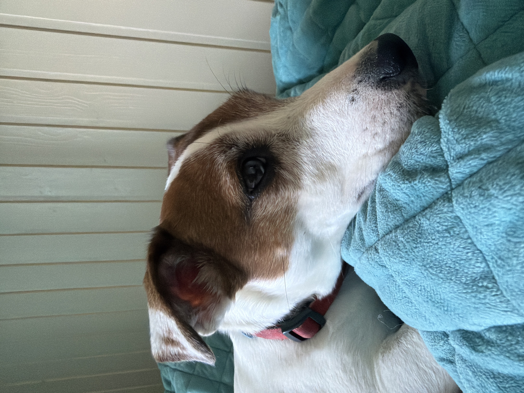 A close-up shot shows a white and brown Jack Russell Terrier resting on a turquoise, quilted blanket. The dog's head is turned to the right, with its left eye visible and its nose resting on the blanket. A red collar with a black buckle is around its neck. The background consists of vertical wooden panels, painted in muted tones of green and white. The lighting suggests an indoor setting, possibly a home. There is no discernible information about the location being Blagoveshchenskoe, Russia within the image itself.