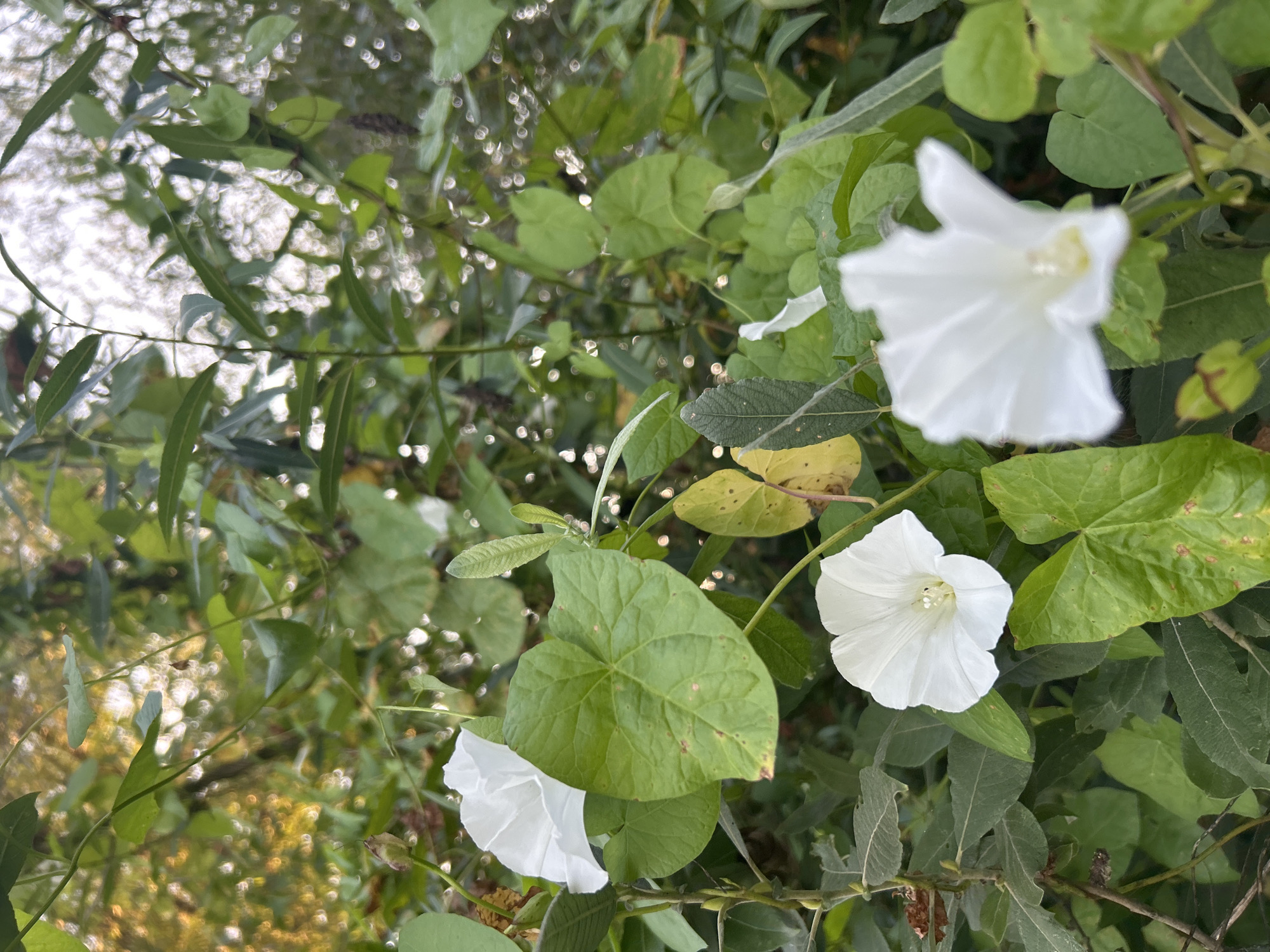 The image shows a close-up view of several white, trumpet-shaped flowers, possibly bindweed, amidst lush green foliage. The flowers are in various stages of bloom, with some fully open and others partially closed. The leaves are broad and heart-shaped, with some showing signs of yellowing or browning, suggesting they might be nearing the end of their growing season. The background is a blur of green and golden hues, with some specular highlights, indicating dappled sunlight filtering through the leaves. The overall impression is one of natural beauty, with the flowers providing a focal point against the dense greenery. The scene appears to be an outdoor setting, likely a garden or a wild area, with no human presence or man-made structures visible. There is no information available to specifically link this image to the city of Калицино, Russia.