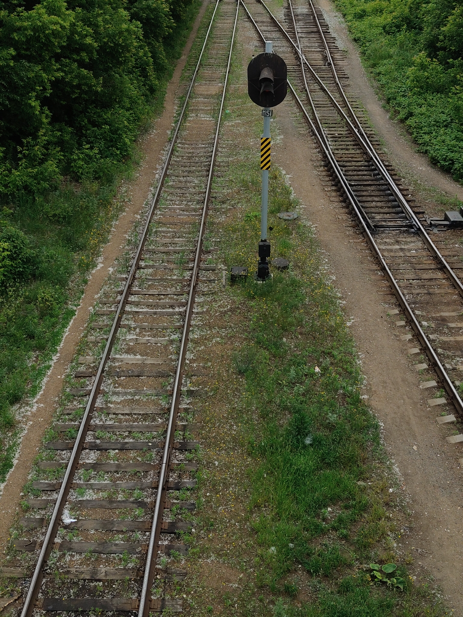 An eye-level shot shows a set of train tracks cutting through a lush, green environment. The tracks are a mix of gravel and weathered wooden sleepers, with the metal rails gleaming under the overcast sky. To the left, a dense wall of green foliage, likely trees and bushes, borders the tracks. To the right, another set of tracks branches off, creating a complex network. A single traffic signal stands sentinel between the two sets of tracks, its dark, circular head positioned above a pole marked with a yellow and black striped warning sign and the numeral "M51". The ground surrounding the tracks is covered in a mixture of gravel, sparse grass, and scattered yellow wildflowers. In the distance, more green vegetation fades into the background. The scene appears to be a quiet, rural railway line, devoid of any human presence or activity, suggesting a moment of stillness and isolation.