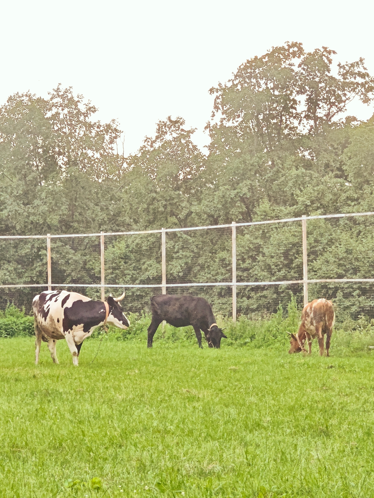 This media file captures a serene rural scene in Novosinkovo, Russia, featuring three cows grazing in a lush, green pasture. The setting is an open field bordered by a simple wire fence supported by wooden posts, behind which dense trees create a natural backdrop. The sky above is bright and overcast, suggesting a soft, diffused light, typical of a cloudy day.
The cow on the left is predominantly black and white, with a striking spotted pattern. It stands facing towards the right, its head slightly lowered. To its right, a solid dark-colored cow, possibly black or very dark brown, is grazing with its head down. The third cow, on the far right, is smaller and has a reddish-brown and white patched coat. It is also focused on grazing. All three cows appear calm and peacefully engaged in their activity.
The time of day is likely daytime, given the brightness of the sky, but the overcast conditions prevent strong shadows, giving the scene a gentle, even illumination. The overall mood is tranquil and pastoral, evoking a sense of peaceful coexistence between the animals and their natural environment. There is no visible text in the image.