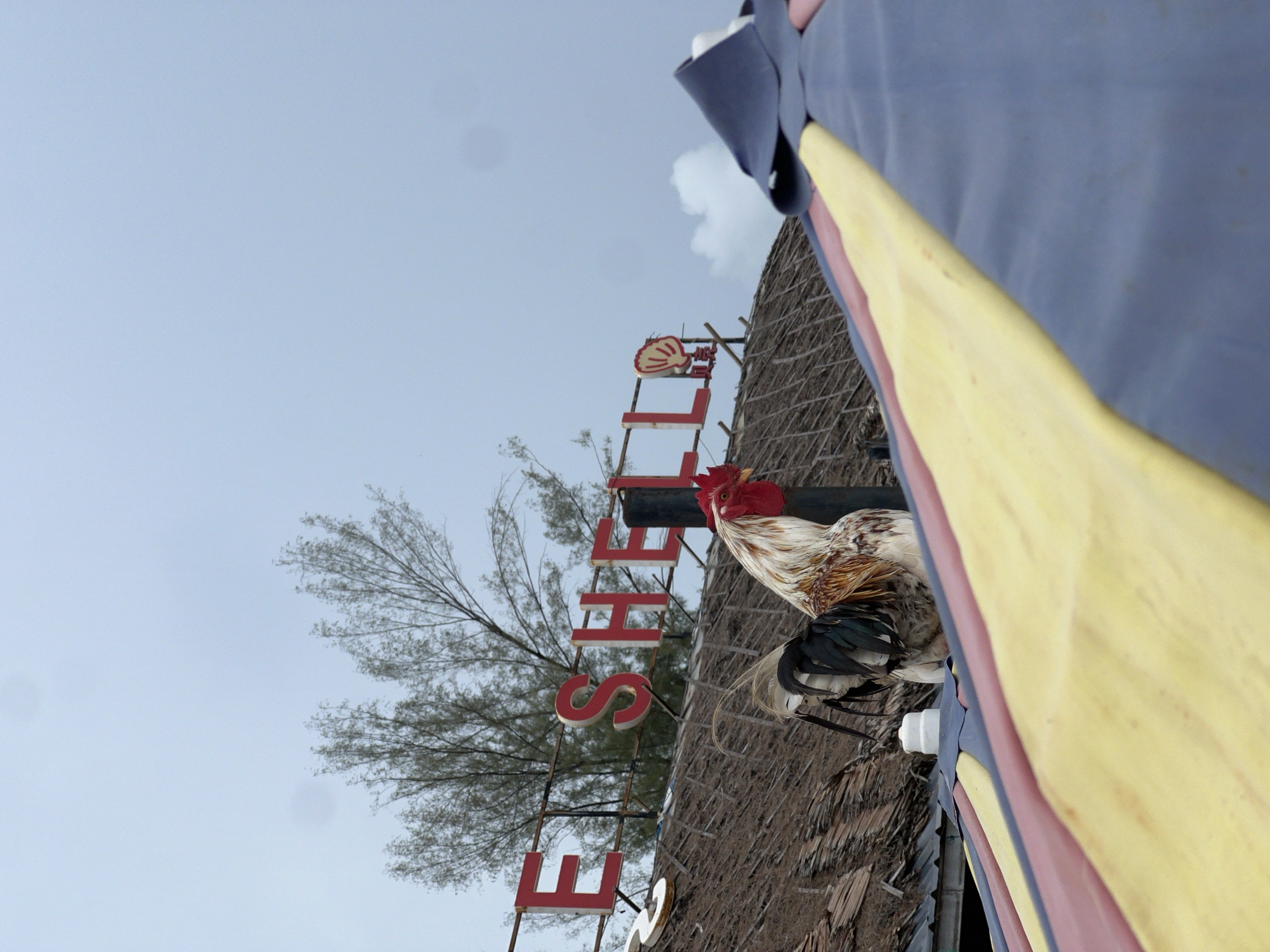 The image shows a vertically aligned sign that spells "E SHELL'S." A rooster is perched to the right of the sign. The backdrop includes a tree and a thatch roof. Part of a blue and yellow awning is in the upper right. The location is Unknown, Unknown.