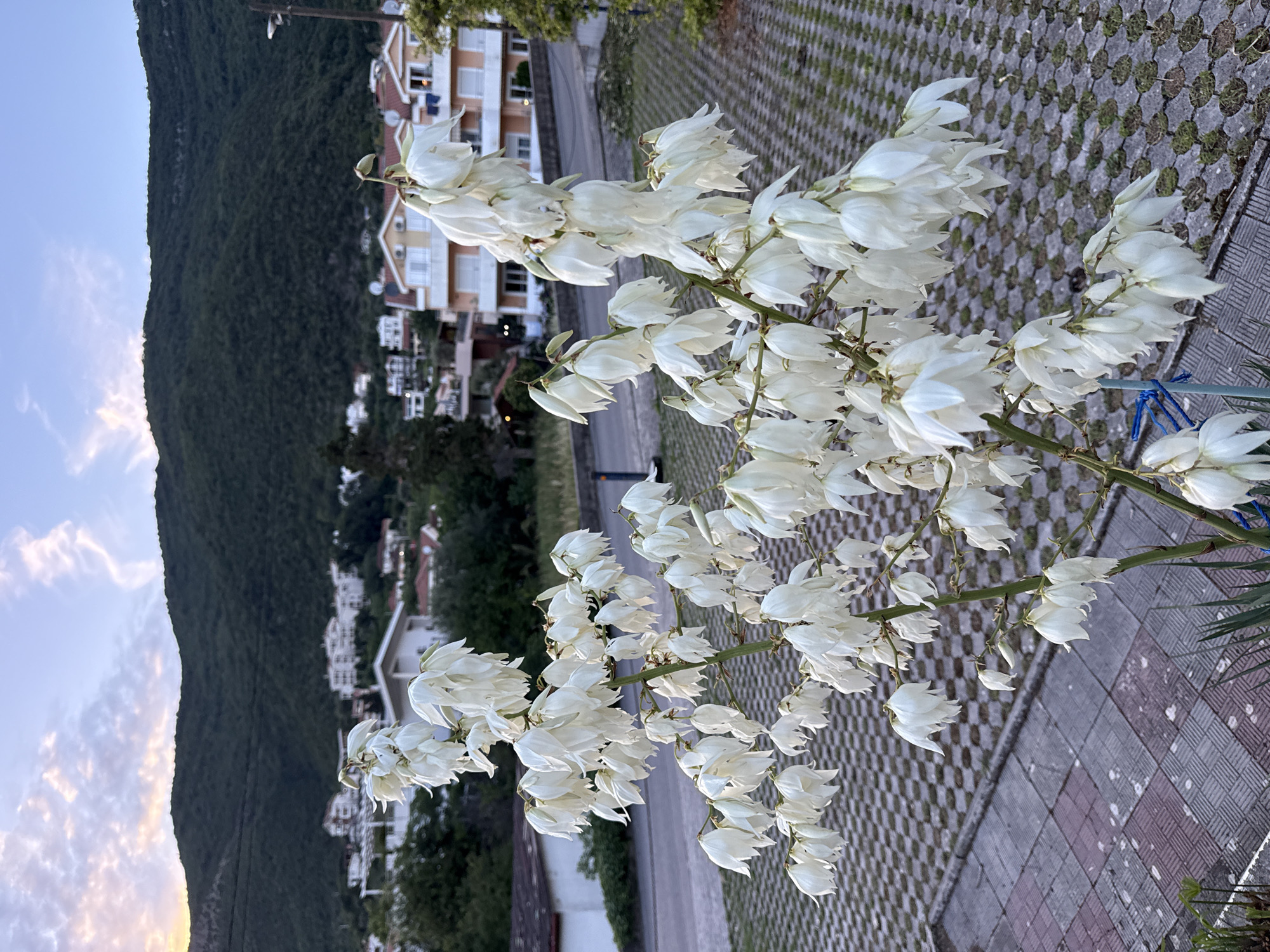 The scene depicts a residential area in Đenovići, Montenegro, at either dawn or dusk. In the central foreground, a large, multi-stemmed plant with numerous white, bell-shaped flowers is in full bloom. The plant is situated on a paved surface composed of interlocking grey and darker grey rectangular concrete pavers, with sparse green vegetation visible in the crevices. A blue tie or support is visible near the base of the plant on the right. Behind the plant, a paved road or drive runs horizontally. In the midground, several multi-story residential buildings with light-colored facades and terracotta-colored pitched roofs are visible, interspersed with green trees and shrubs. One building exhibits air conditioning units on its facade. The background is dominated by a densely forested mountain, rising steeply. Above the mountain, the sky displays hues of light blue, pink, and orange, with scattered, wispy clouds. No people or animals are visible.