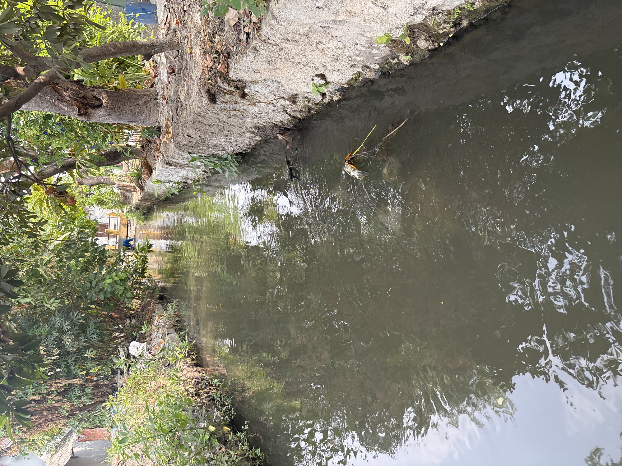 The image depicts a stagnant, murky canal flowing through a densely vegetated area, possibly in Telagamurni, Indonesia. The canal's banks are lined with concrete structures, some of which appear weathered and overgrown with vegetation. On the left bank, a collection of debris, including plastic bags and other waste, is visible amidst the plants. Trees with thick trunks and foliage overhang the canal, casting shadows on the water's surface, which reflects the surrounding greenery and sky. On the right bank, more trees grow along the concrete edge, and fallen leaves are scattered on the ground. In the distance, a person in blue attire can be seen near a structure, possibly engaging in an activity near the canal. There is evidence of human presence and activity, but the overall scene suggests a relatively unmaintained environment.
