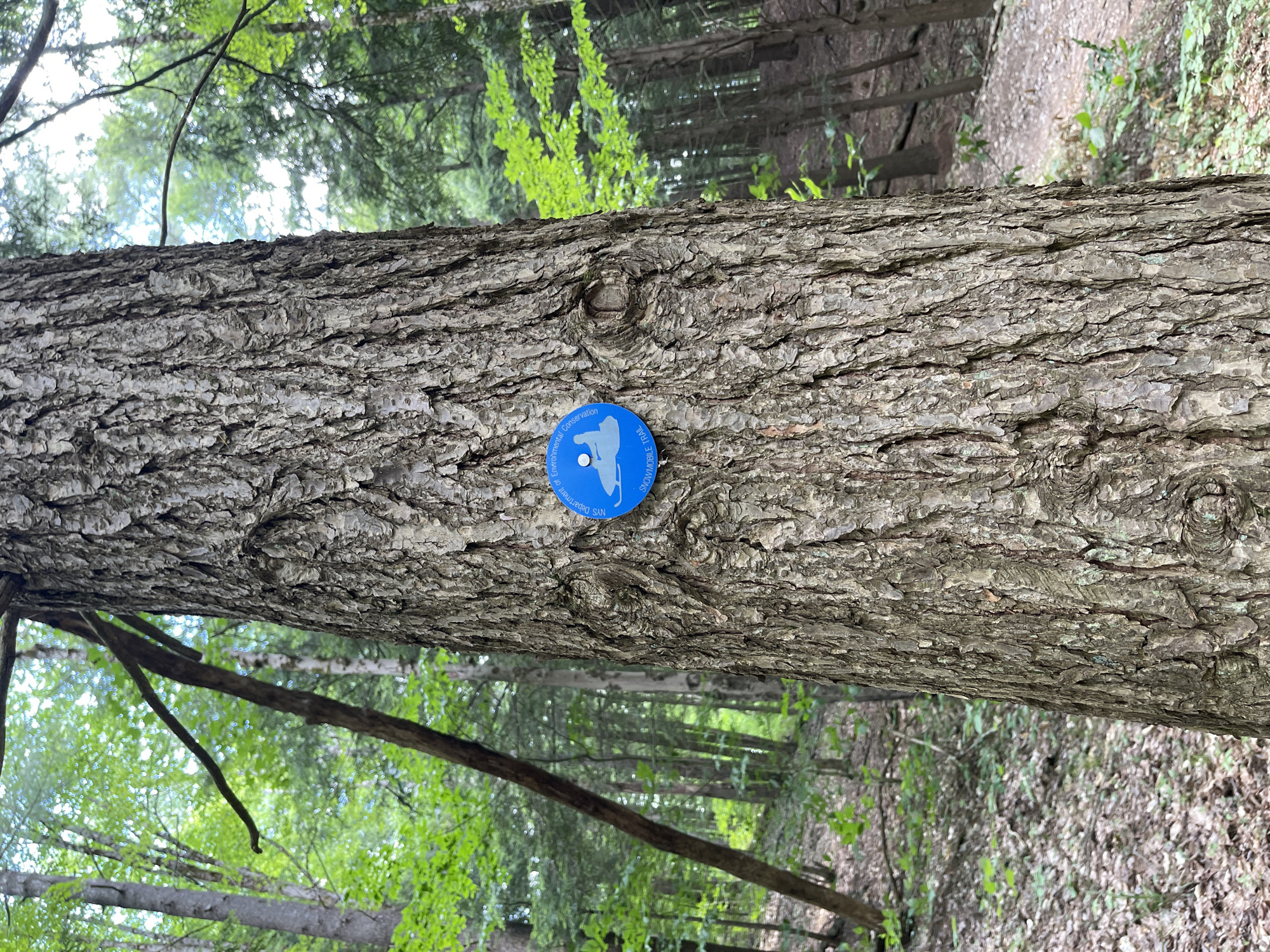 An eye-level, full-shot medium perspective photograph shows the bark of a large tree in a forest. The tree trunk, textured with deep furrows and lighter gray and brown ridges, occupies the majority of the frame, extending from the bottom edge to the top. Attached to the trunk, slightly off-center to the left, is a round, blue marker with a white silhouette of a snowmobile and text that reads "NYS Department of Environmental Conservation" around the top curve and "SNOWMOBILE TRAIL" along the bottom curve. The background consists of a dense forest with tall trees, some with gray bark and others with green foliage. Sunlight filters through the leaves, creating dappled light and shadow. The ground is covered with fallen leaves, twigs, and some green undergrowth. A winding dirt path is visible in the distance, suggesting this is a designated trail. The image was taken in the town of Greig, New York, United States.