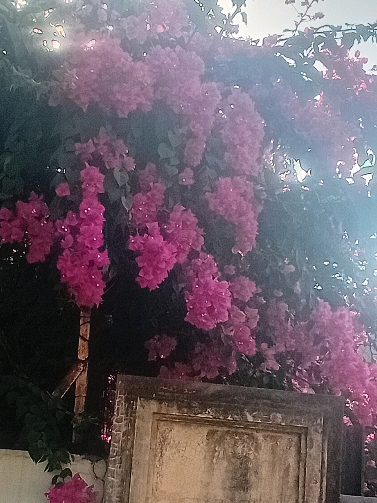 The image displays a close-up view of bright pink bougainvillea flowers cascading over a weathered, rectangular structure. The structure appears to be made of brick and concrete, with visible signs of age and wear. The bougainvillea are abundant, forming dense clusters of vibrant color against a darker background of green foliage and what seems to be the sky in the upper portion of the frame, which is washed out and bright. Light is visible filtering through the leaves and flowers, creating a soft, diffused illumination. A portion of a wooden post is visible on the left side, supporting some of the flowering branches. The overall impression is one of natural beauty contrasting with man-made decay. This scene could plausibly be located in Kudus, Indonesia, where bougainvillea are a common sight in gardens and adorning architectural elements.