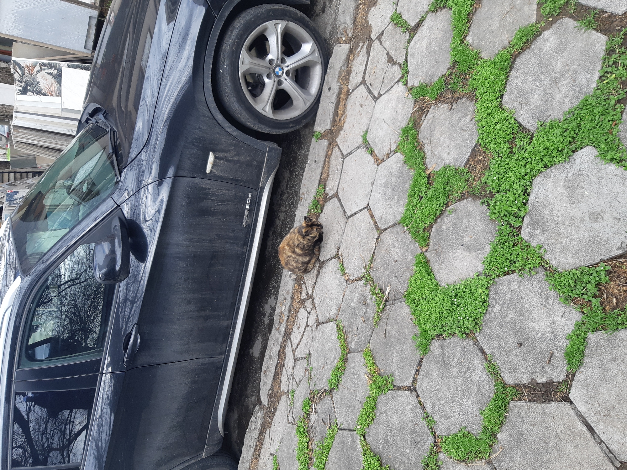 The image depicts a dark-colored BMW car parked next to a stone pathway with green vegetation between the stones. A tortoiseshell cat is curled up on the ground between the car and the pathway. In the background, there are stacks of what appear to be tiles or stone slabs. The image could be located in Plovdiv, Bulgaria, but the precise location cannot be ascertained from the image alone.