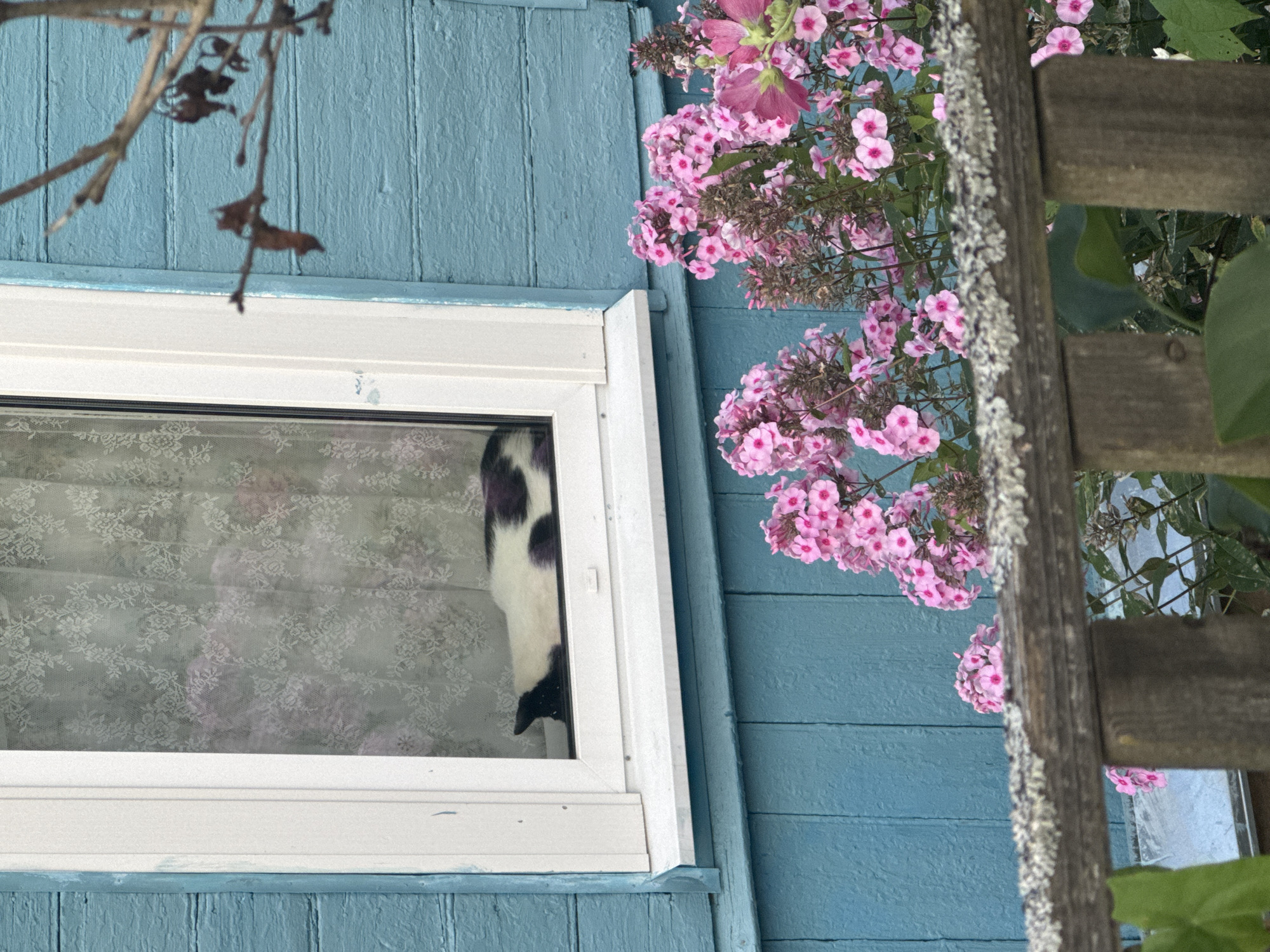 The image shows a black and white cat lying on a windowsill behind a lace curtain. The cat is mostly white with black patches. The windowsill is part of a blue wooden house. In front of the house, there are pink flowers in bloom, and a wooden fence post is visible in the foreground. The scene is likely in Safonovo, Russia, given the mention of the city in the prompt.