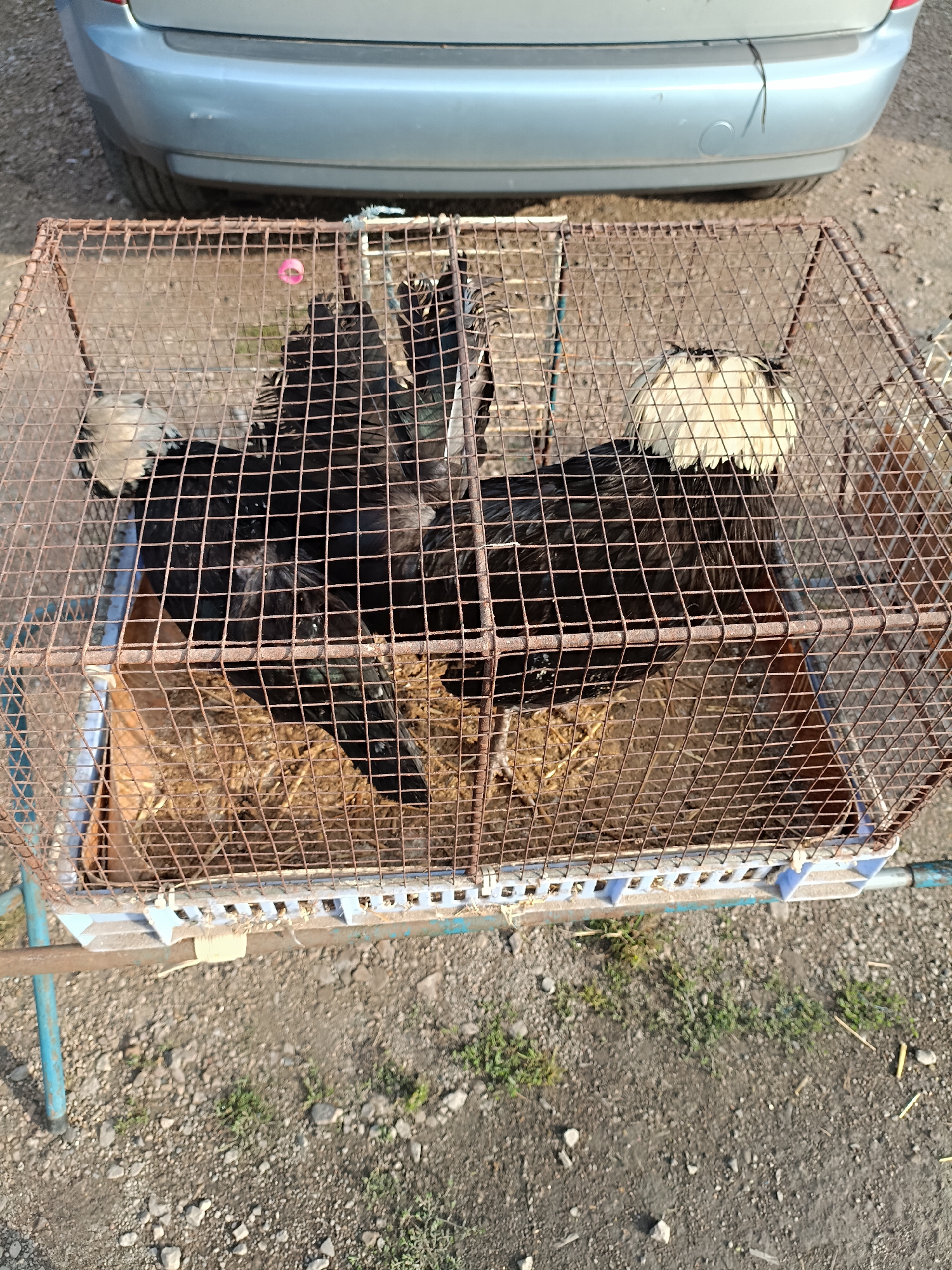 In Łosice, Poland, the scene depicts a rusty wire cage containing several black chickens with distinctive white crests. The cage is situated on the ground, resting on a blue metal stand, with dry straw or hay scattered inside. In the background, the rear bumper of a light blue car is visible. The ground surrounding the cage is a mix of gravel and sparse green vegetation. The lighting suggests it is daytime, with shadows indicating sunlight. There are no people visible in the image.