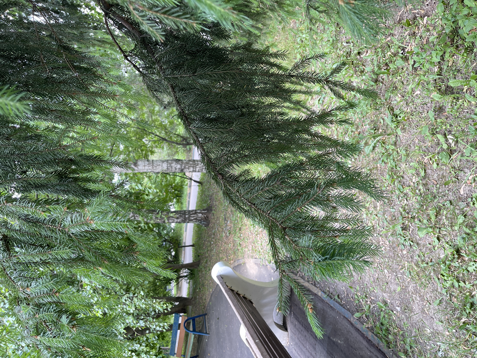 An outdoor scene features a close-up view of a fir tree branch in the foreground, its green needles hanging downwards. In the middle ground, to the left, a park bench with a wooden seat and a blue metal frame is visible. Beyond the bench, a paved path or road runs through a grassy area with scattered trees, some with light-colored bark. The overall setting appears to be a park or residential area in Moscow, Russia, likely during daylight hours with overcast conditions given the soft lighting.