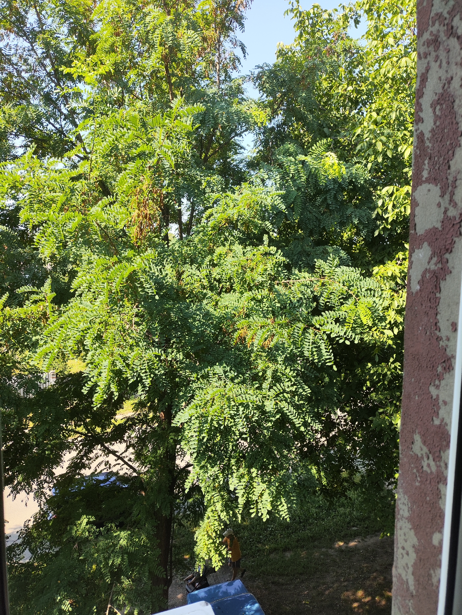 The image depicts a view from a window overlooking a dense canopy of green trees. The trees are tall with many branches and numerous compound leaves that are casting dappled shadows. In the background, parts of a street are visible with a parked blue vehicle. A single individual wearing a light brown garment and a hat is standing to the right of the scene, near a dark blue object which appears to be part of another vehicle. The right edge of the image shows a textured, weathered wall with peeling paint in shades of brown and beige. The scene suggests an urban environment with abundant greenery, possibly a park or residential area in Kharkiv, Ukraine. The lighting indicates it is daytime, likely late afternoon due to the warm sunlight.