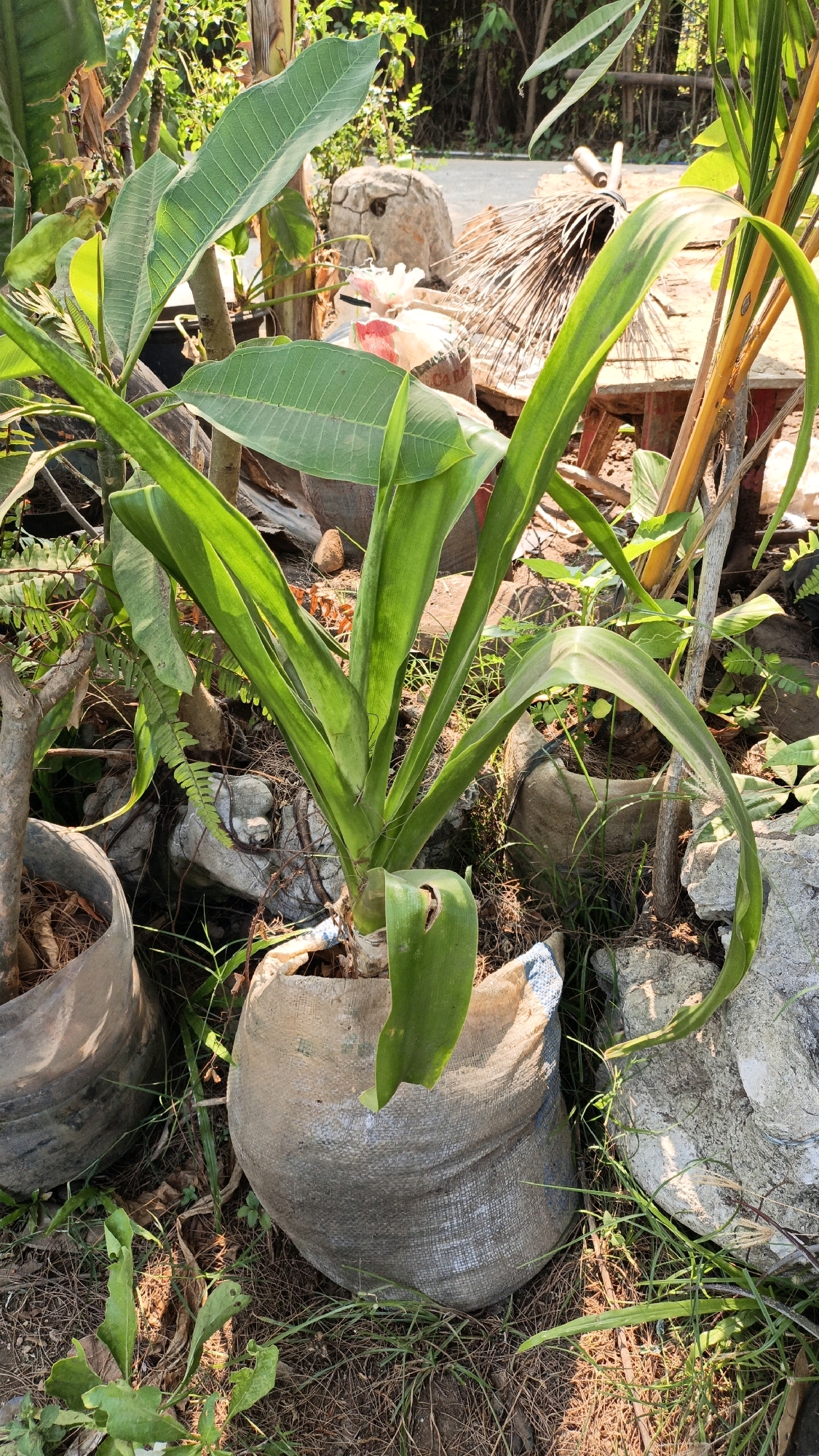 The image shows a close-up view of a potted plant with large green leaves, situated outdoors in what appears to be a garden or yard. The plant is contained within a woven sack, which is itself placed on the ground amidst other plants, rocks, and what looks like a broken concrete structure or planter. In the background, there is more vegetation, a wooden structure, and a glimpse of a paved surface, possibly a road or pathway. The lighting suggests it is daytime, with sunlight casting shadows. The setting is likely Cikal, Indonesia, given the context provided. There are no people visible in the image, and the focus is entirely on the plant and its immediate surroundings.