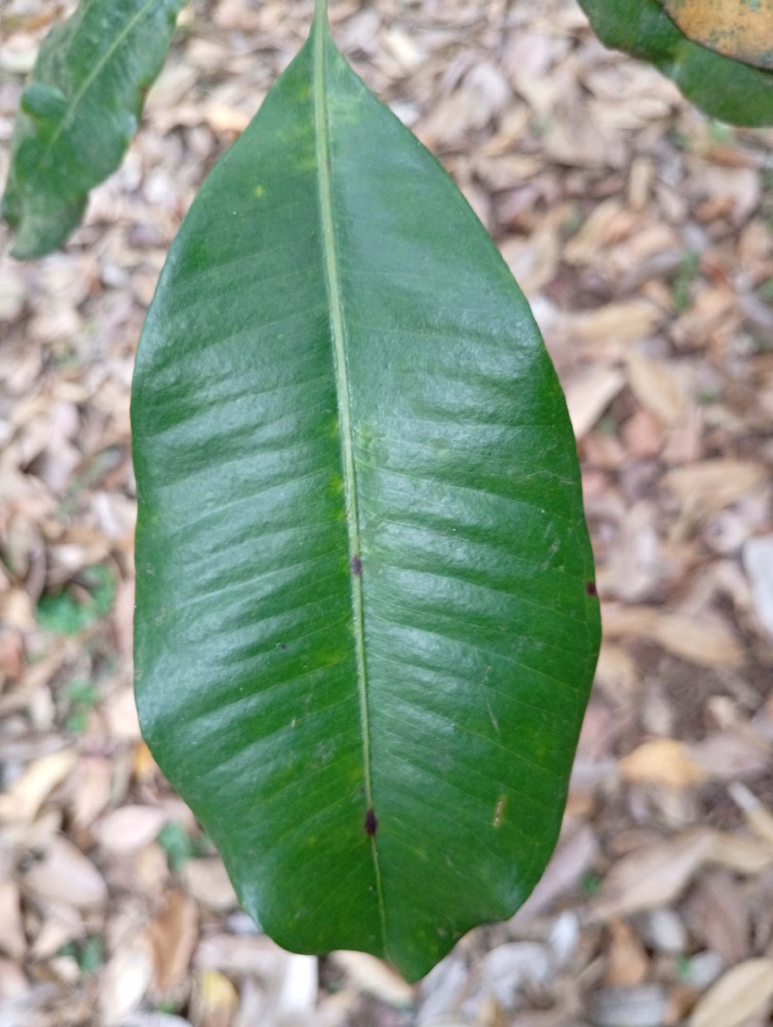 The image shows a close-up of a green leaf with a prominent central vein. The leaf has a slightly glossy texture and appears to be healthy. There are a few small, dark spots on the surface of the leaf, which could be natural markings or signs of minor damage. The background is out of focus and shows a ground covered in dry leaves and some vegetation, suggesting an outdoor environment. The location in the city of Cisitu, Indonesia, is noted, but no specific landmarks or features within the city are visible in the image. The scene depicts a single object, a leaf, in its natural setting.
