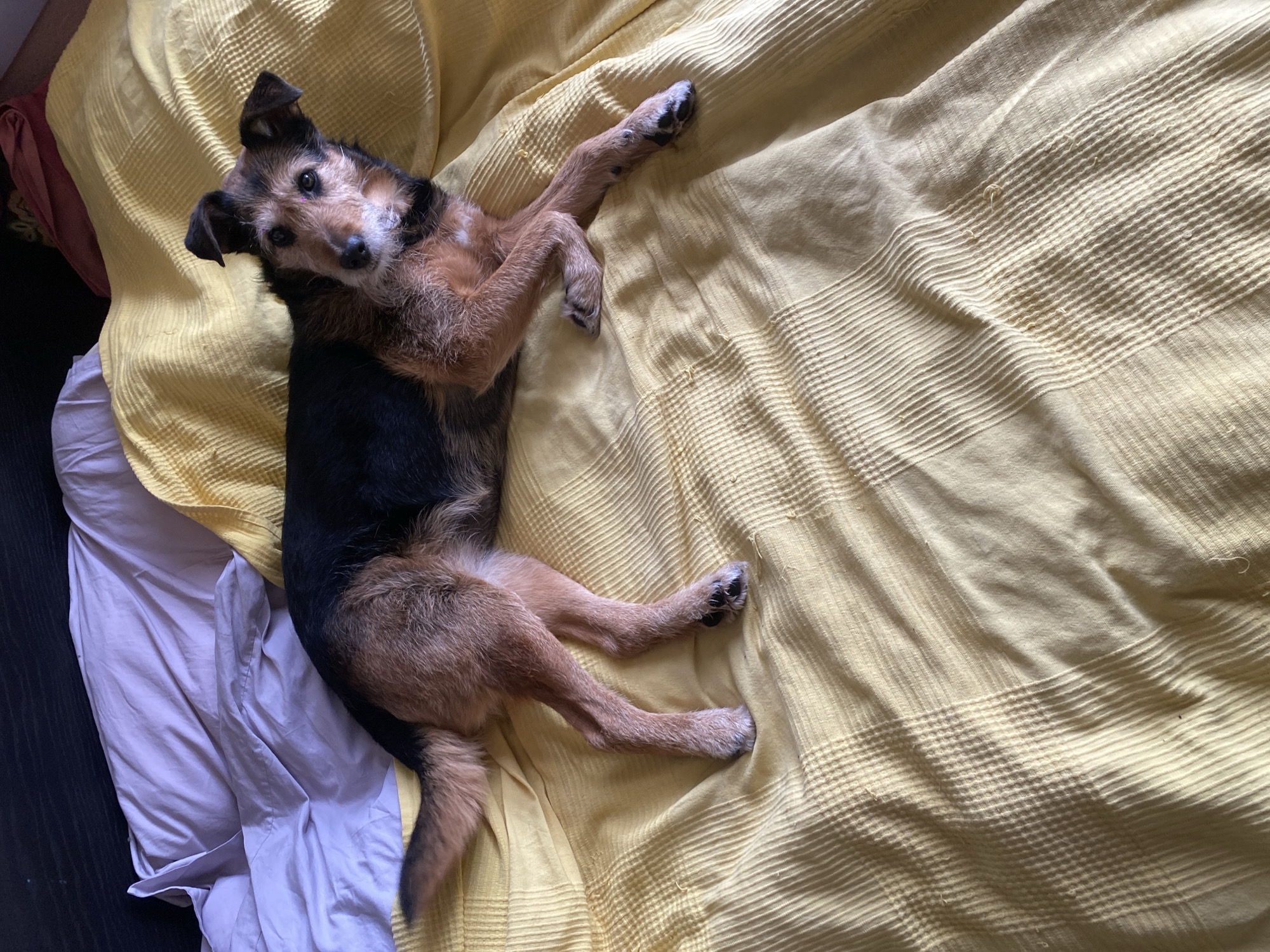 A brown and black terrier-type dog is lying on its back on a yellow textured bedspread. The dog is positioned mostly in the left half of the frame, with its head facing toward the camera. Its legs are outstretched, with white patches on its paws. Some light-colored bedding is visible on the left side of the frame. The setting is indoors. The location is Красногорочка Снт, Russia.