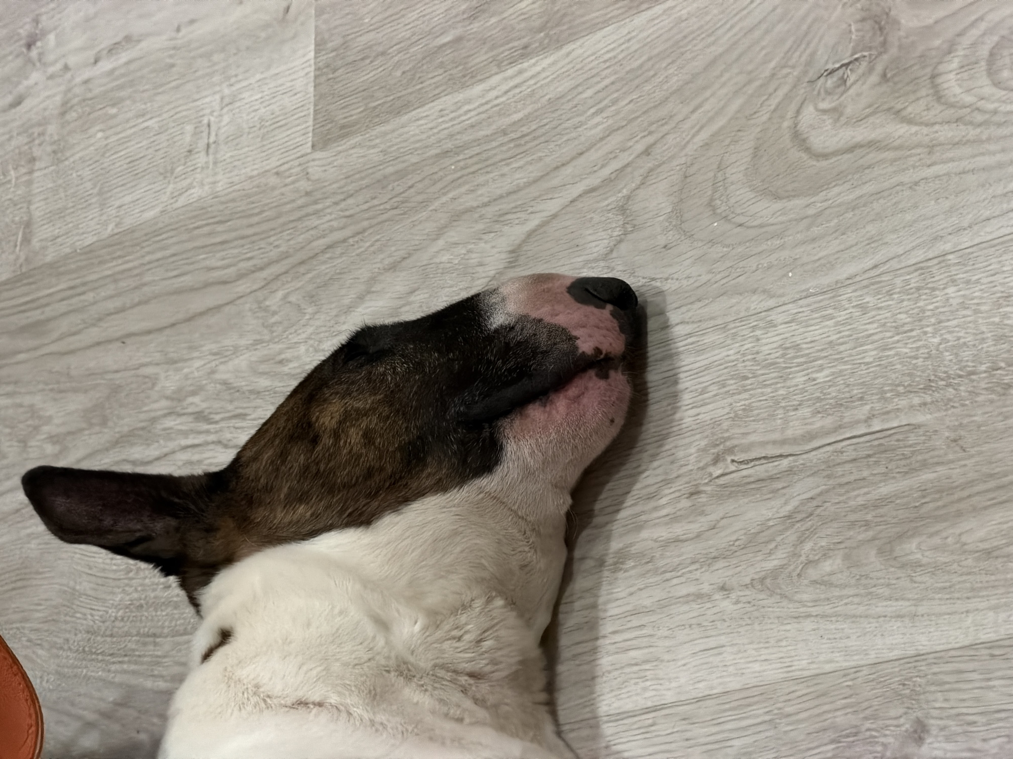 A Bull Terrier dog is depicted resting on a light-colored wooden or laminate floor. The dog's head is in the lower left part of the frame, tilted upwards and facing slightly to the right. Its head and ears are a dark brown or brindle color, contrasting with its white body, which is partially visible from the neck down. A small, orange-colored object is partially visible in the bottom left corner. The dog appears calm and relaxed, likely resting indoors. The setting is an indoor space, possibly a home, located in Chaikovsky, Russia. There is no visible text in the image.