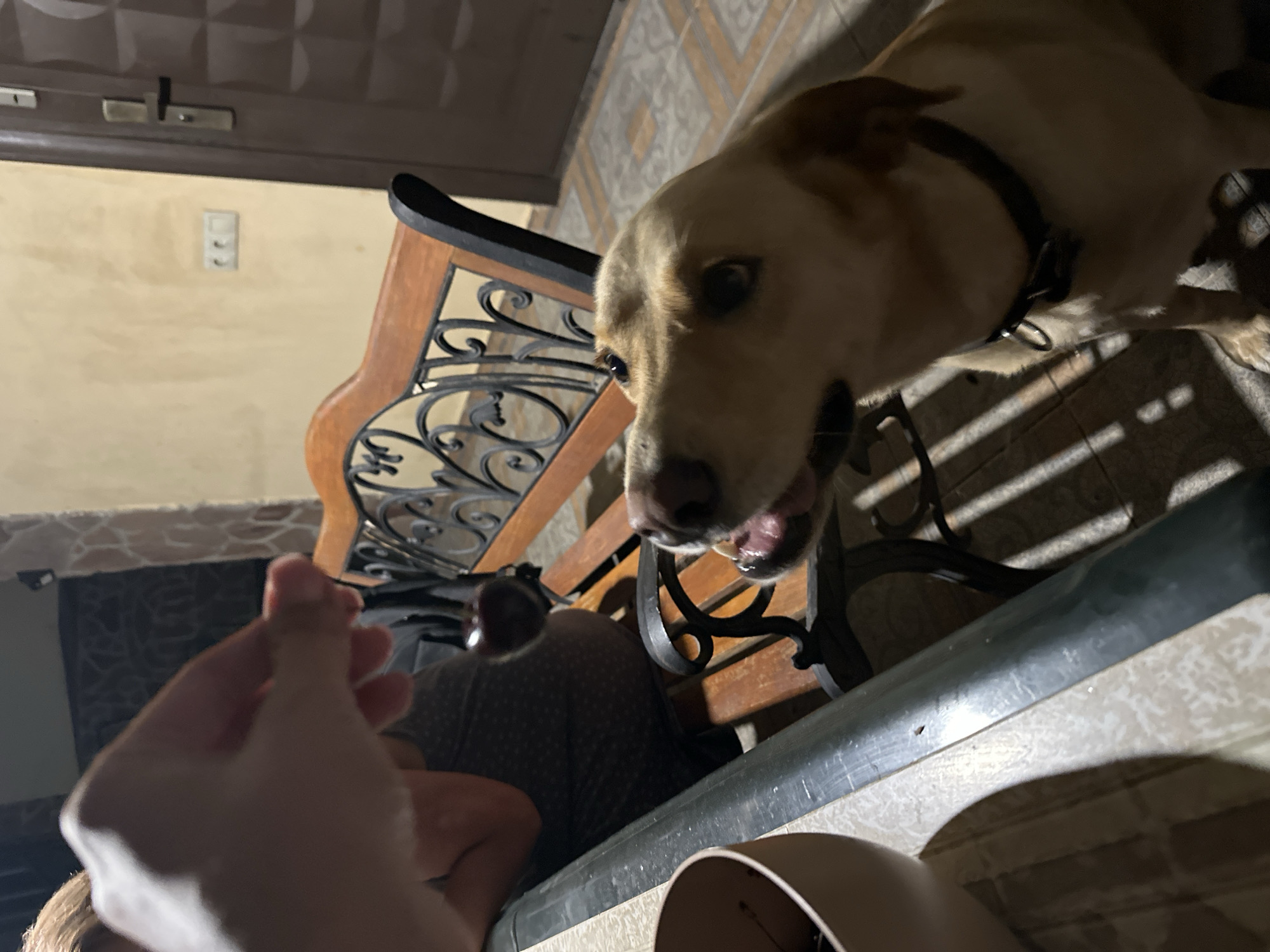 A light-colored dog, possibly a Labrador Retriever, is being offered a dark, round fruit, likely a cherry, by a human hand. The dog is looking up at the fruit with its mouth slightly open. The scene appears to be outdoors, possibly on a porch or patio, with a wooden bench in the background. A wall with a light-colored texture and a light switch are visible behind the bench. A dark door with a patterned surface is also present. In the foreground, a dark cylindrical object and a beige bowl are visible. The ground appears to be tiled. The lighting suggests it is evening or nighttime. The image's composition and the presence of a bench and door suggest a residential outdoor area, potentially in Sochi, Russia, given the context provided.