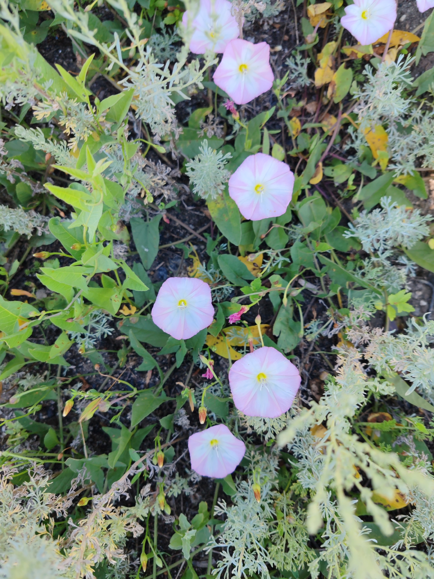 The image shows a close-up, overhead view of pink and white bindweed flowers with yellow centers, growing amongst green leaves and silvery-grey foliage. The ground appears to be soil and possibly gravel. The scene is outdoors, likely in a natural or semi-natural setting within the city of Ақжар, Kazakhstan. There are no people or animals visible. The lighting suggests daytime, possibly late morning or afternoon.
