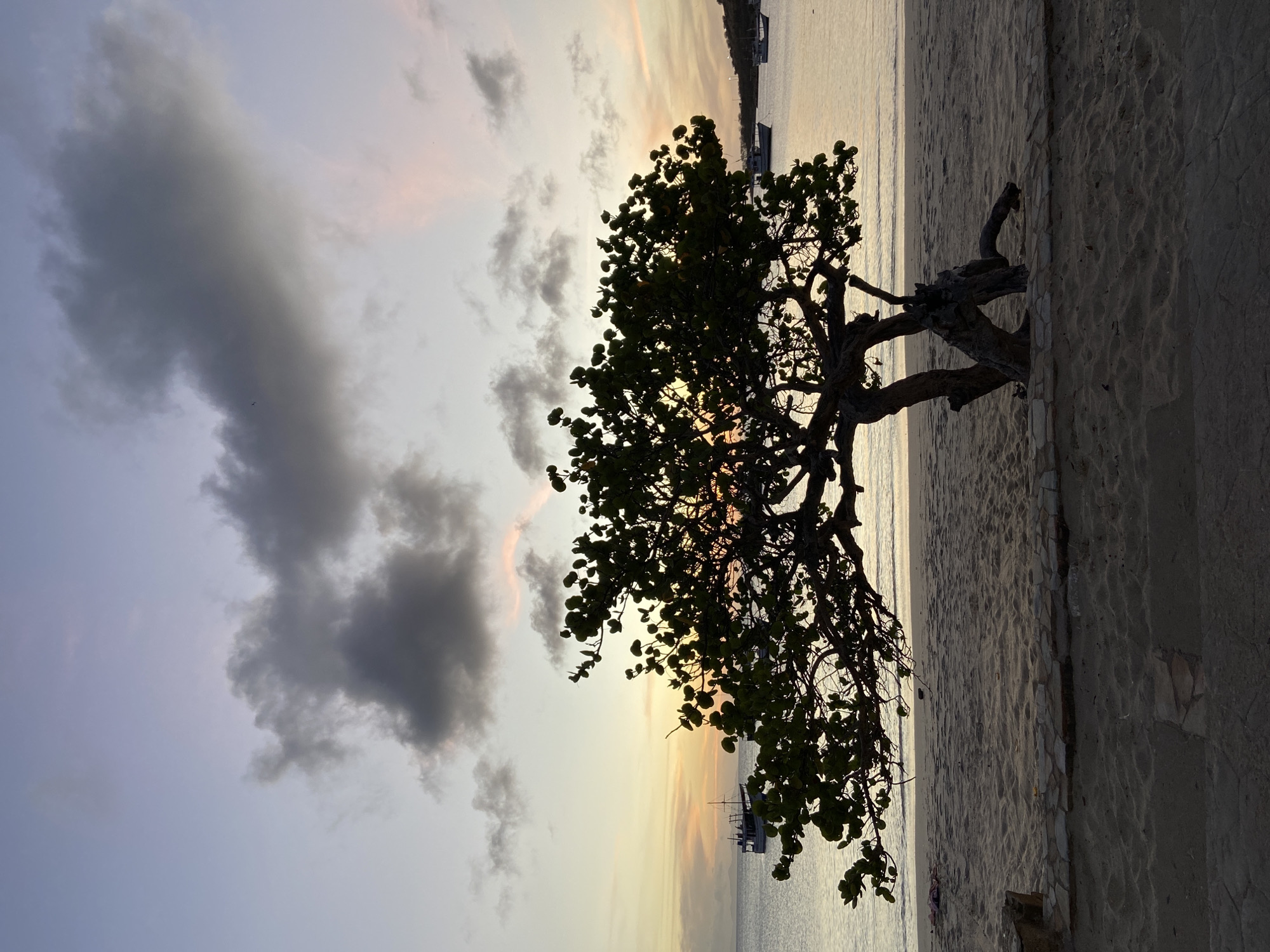 This image, captured in Juan Griego, Venezuela, depicts a tranquil coastal scene during the golden hour, likely sunset, with warm, soft light illuminating the horizon. The photograph is composed with a prominent, gnarled tree, possibly a seagrape, on the right side, its dense foliage and branches silhouetted against the bright sky and water.
To the left of the tree, a calm body of water—presumably the sea or a bay—reflects the warm hues of the sky. Several boats or small ships are visible in the distance on the water, appearing as dark silhouettes against the bright backdrop.
The sky above displays a gradient of colors, transitioning from soft blues and purples on the upper left to delicate oranges and pinks near the horizon, indicative of a low sun. Scattered dark gray clouds are present, particularly in the upper left quadrant, adding texture to the sky.
In the foreground, a sandy beach or shoreline occupies the bottom left portion of the frame, bordered by a low, stone or tiled wall that runs horizontally. The scene is devoid of people, contributing to an overall sense of peace and natural beauty. No visible text is present in the image.