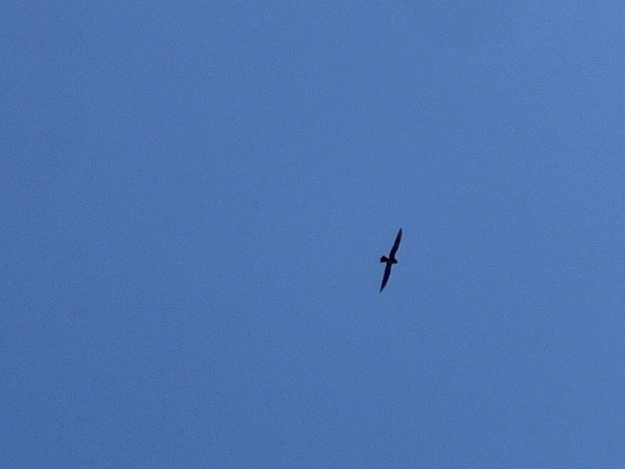 The media file shows a silhouette of a bird in flight against a clear, blue sky. The bird is small and appears to have long, pointed wings, characteristic of a swift. It is positioned in the upper right quadrant of the frame, soaring against the vast expanse of the sky. The sky is a uniform, pale blue, suggesting a daytime scene, possibly mid-morning or afternoon, with no clouds visible. The image's focus is entirely on the bird and the sky, with no other objects or landscape elements present. The setting is therefore an open sky, devoid of any specific location cues beyond it being outdoors. There is no text visible in the image. The activity depicted is the simple act of a bird in flight, a common natural occurrence. The overall mood evoked is one of freedom and openness, with the solitary bird a focal point against the limitless sky.