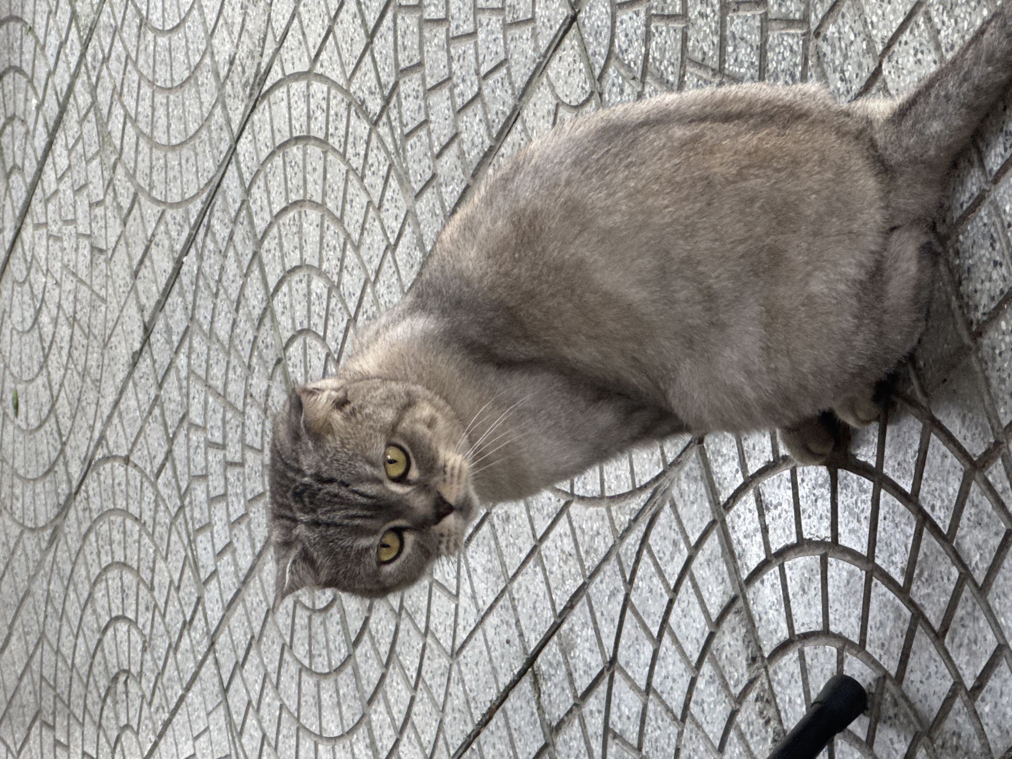 A gray Scottish Fold cat with yellow eyes is lying on a patterned concrete tile walkway. The walkway is composed of semi-circular patterns of gray tiles. The cat is looking towards the camera. A black object is visible in the lower right corner of the image. The location is likely in an urban setting in Đà Nẵng, Vietnam, due to the prevalence of this type of tiling in the city.