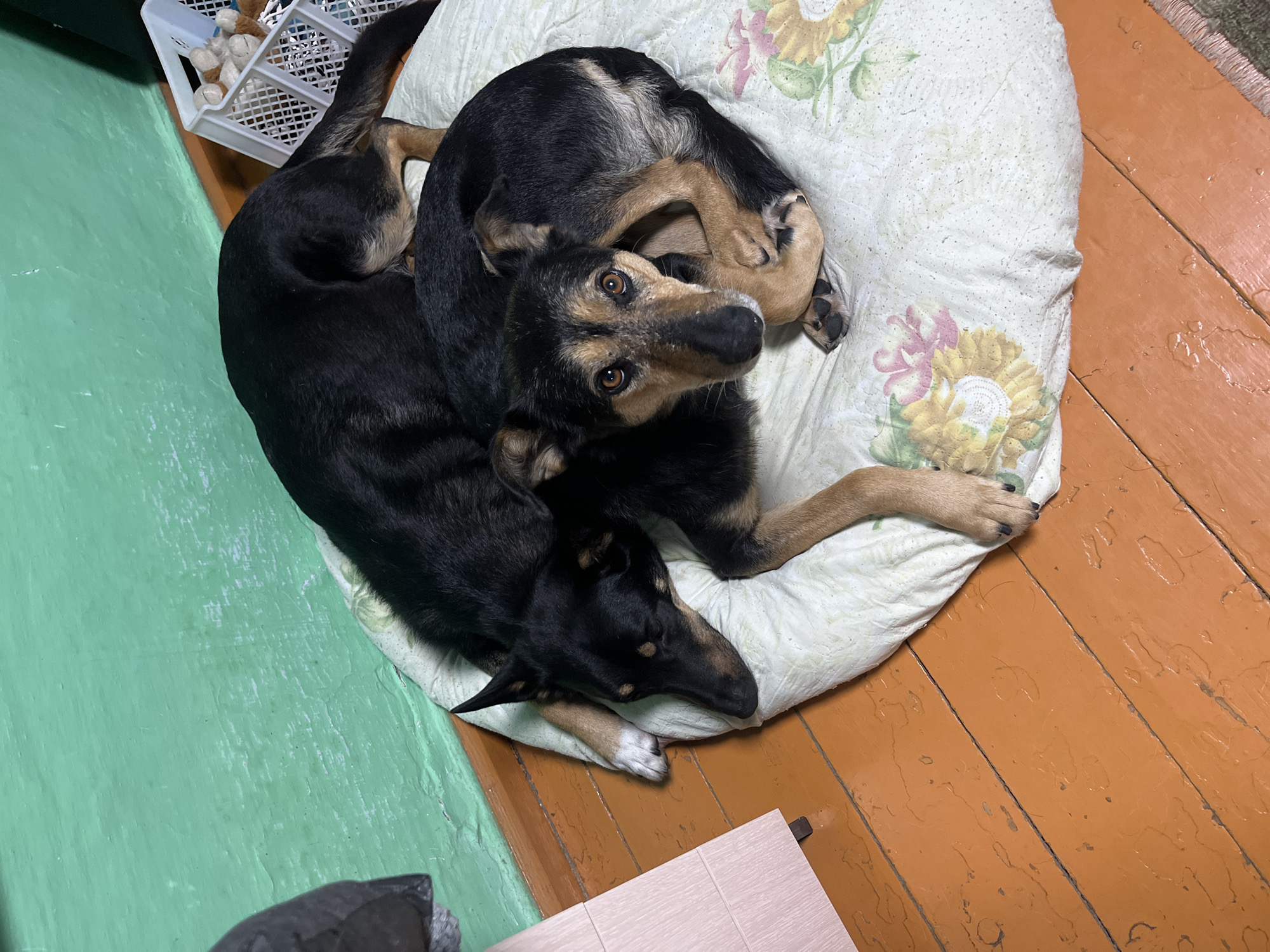 The image shows two dogs lying on a mat on a wooden floor, with a green wall in the background. One dog, a black and tan mixed breed, is curled up facing the camera, with its head resting on its paws. The other dog, a larger black dog, is lying on its side behind the first dog, with its head resting on the mat. A white plastic basket filled with stuffed animals is visible in the upper right corner of the image. The floor is painted orange and appears to be made of wooden planks. The green wall is a flat, painted surface with some texture. A small portion of a light-colored cabinet is visible on the left side of the image. The overall scene suggests an indoor domestic environment. The provided context indicates the location is Nizhny Tagil, Russia.