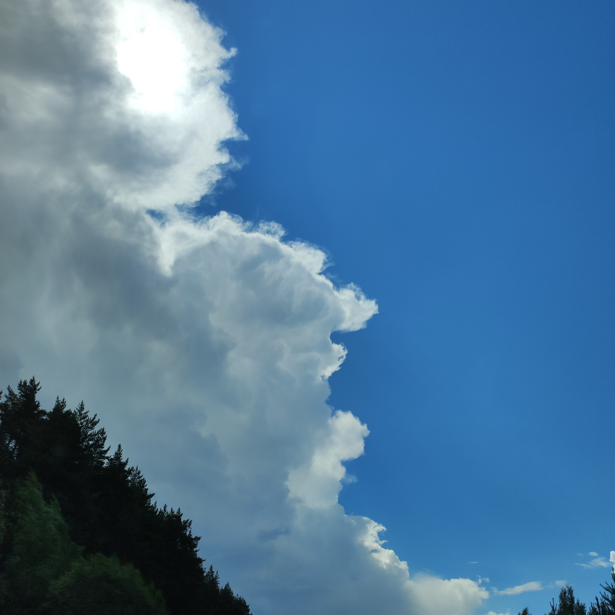 The image shows a panoramic view of a dense forest on a steep hillside under a bright blue sky with dramatic, large clouds. The forest is composed of dark green coniferous trees, their tops sharply defined against the sky, creating a jagged silhouette along the ridge. The hillside itself is covered in lush green vegetation, with a lighter green foliage at the bottom, suggesting a transition in plant type or density. The clouds are predominantly white and voluminous, with some areas appearing grey and shadowed, indicating thickness and possibly the presence of moisture. A significant portion of the sky on the right side of the image is clear and a vibrant blue, contrasting with the cloudy mass that dominates the left side and extends towards the center. The sun is obscured by the clouds on the upper left, but its brightness creates a luminous glow. The scene appears to be set in an elevated natural environment, possibly a mountain or a high hill. The image does not depict any people, objects, or actions, focusing solely on the natural landscape and atmospheric conditions. This scene is consistent with natural vistas found in the Kineshma region of Russia, known for its forests and elevated terrain.