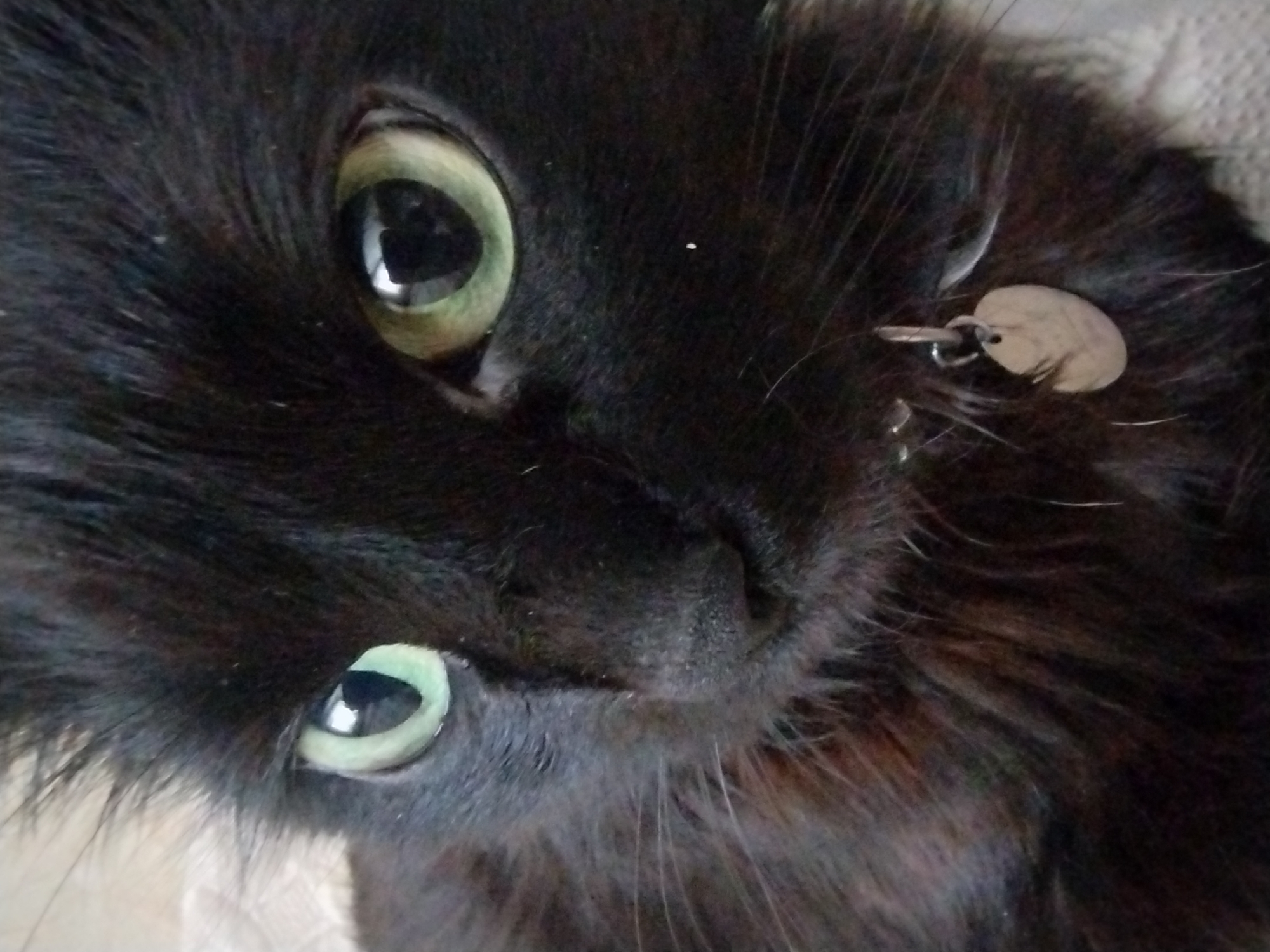 A close-up, eye-level shot shows the face of a black cat. The cat has green eyes, and is wearing a silver ID tag on its collar. The background is blurry and appears to be a neutral-colored surface. The image is well-lit, and the cat's fur is detailed. The location is Unknown, Unknown.