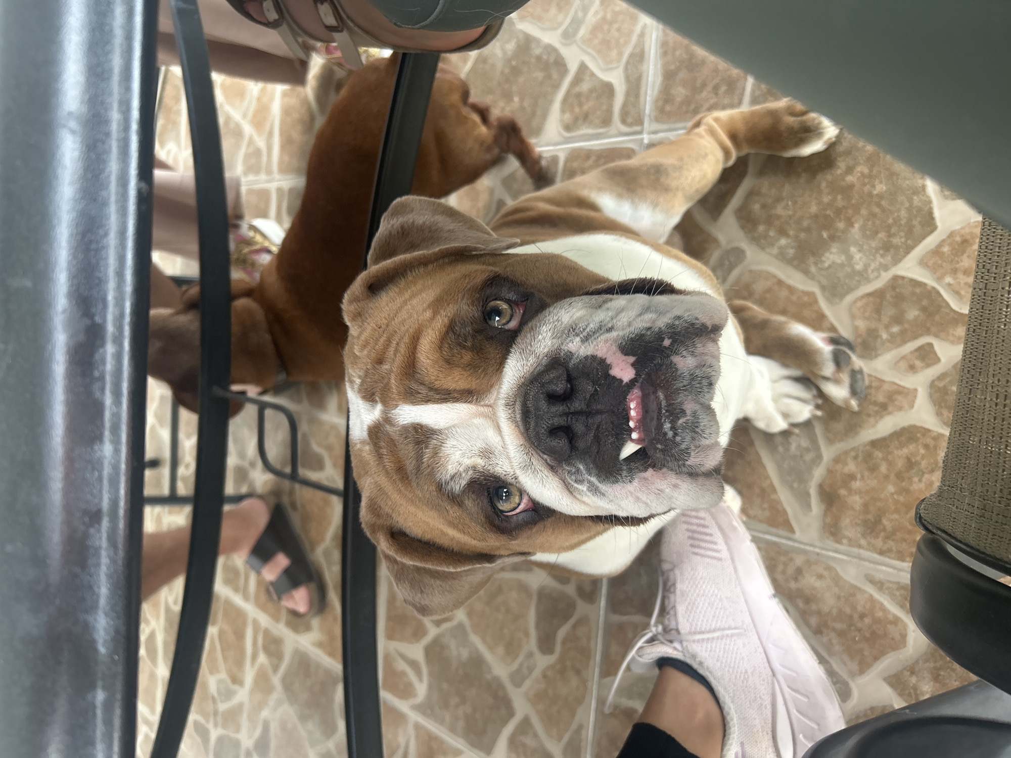 The image shows two dogs lying on a tile floor in Barrio de Nuevo León, Mexico. The foremost dog is an English Bulldog, lying on its back, with its head angled upward toward the camera, revealing some teeth. Behind the bulldog, partially obscured by a chair, is another, smaller brown dog. A person wearing black sandals is visible to the left, and a person wearing a light-colored sneaker is to the right. The scene is taken from an elevated position, looking down at the animals.