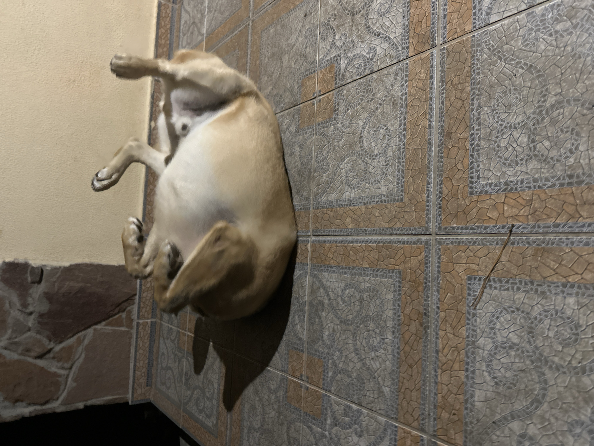 A tan dog is rolling on its back on a tiled patio. The dog's paws are in the air and its underside is visible. The patio tiles are a mix of beige and gray with a decorative pattern. Behind the dog, a wall covered in stone and then a light-colored wall is visible. The scene appears to be outdoors, possibly at night or in the early morning, given the lighting.