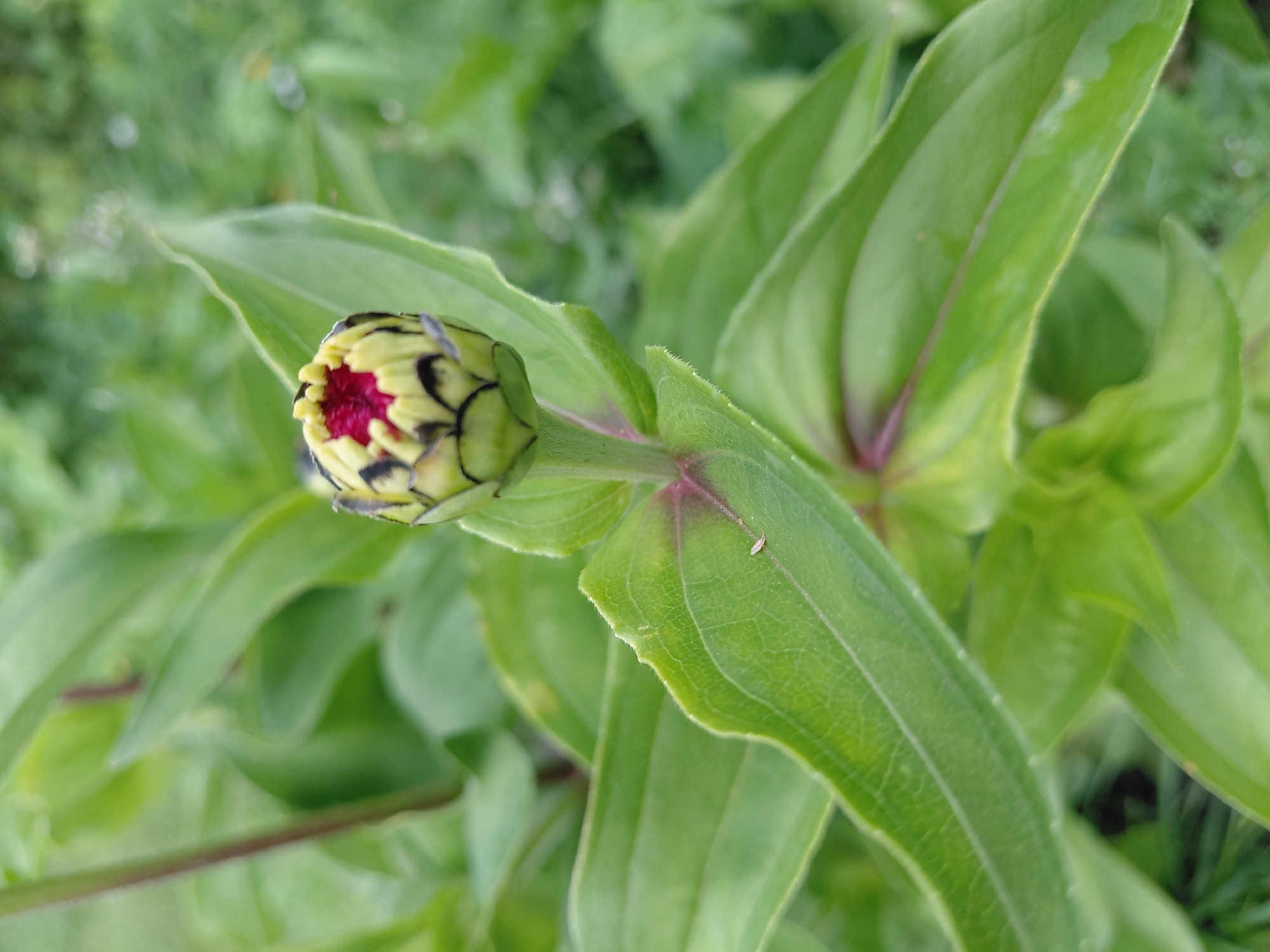 A close-up, vertical shot focuses on a young zinnia flower bud. The bud, primarily light green with streaks of black and hints of red peeking through the top, is positioned centrally. Surrounding the bud are lush, green leaves, some of which have a slightly serrated edge. A thin, reddish stem connects the bud to the leaves. The background is softly blurred, showing more greenery and hints of grass, suggesting an outdoor garden environment. There are no people visible in the image. The location of Malinovka, Russia, is not discernible from the visual elements of the photograph.