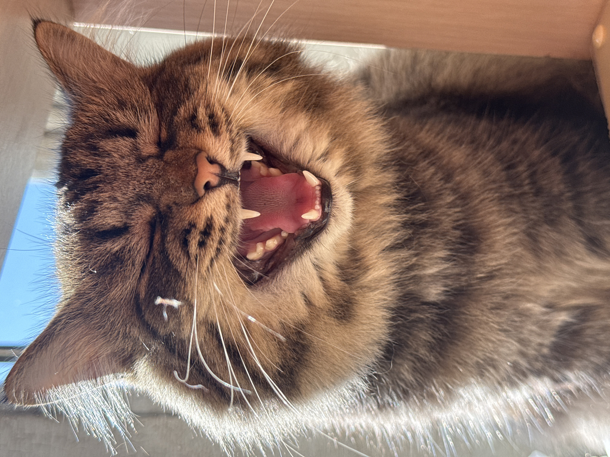 A close-up shot, taken from below, depicts a brown tabby cat with its mouth wide open in a yawn or a possible hiss. The cat’s sharp teeth are visible, along with its pink tongue and the interior of its mouth. Its eyes are closed, and its whiskers are prominent. The cat is positioned within what appears to be a light-colored wooden box or structure. The background includes a glimpse of blue sky. This scene is not in Nizhnyaya Chermoda, Russia as it doesn't have any relevance to this photo.