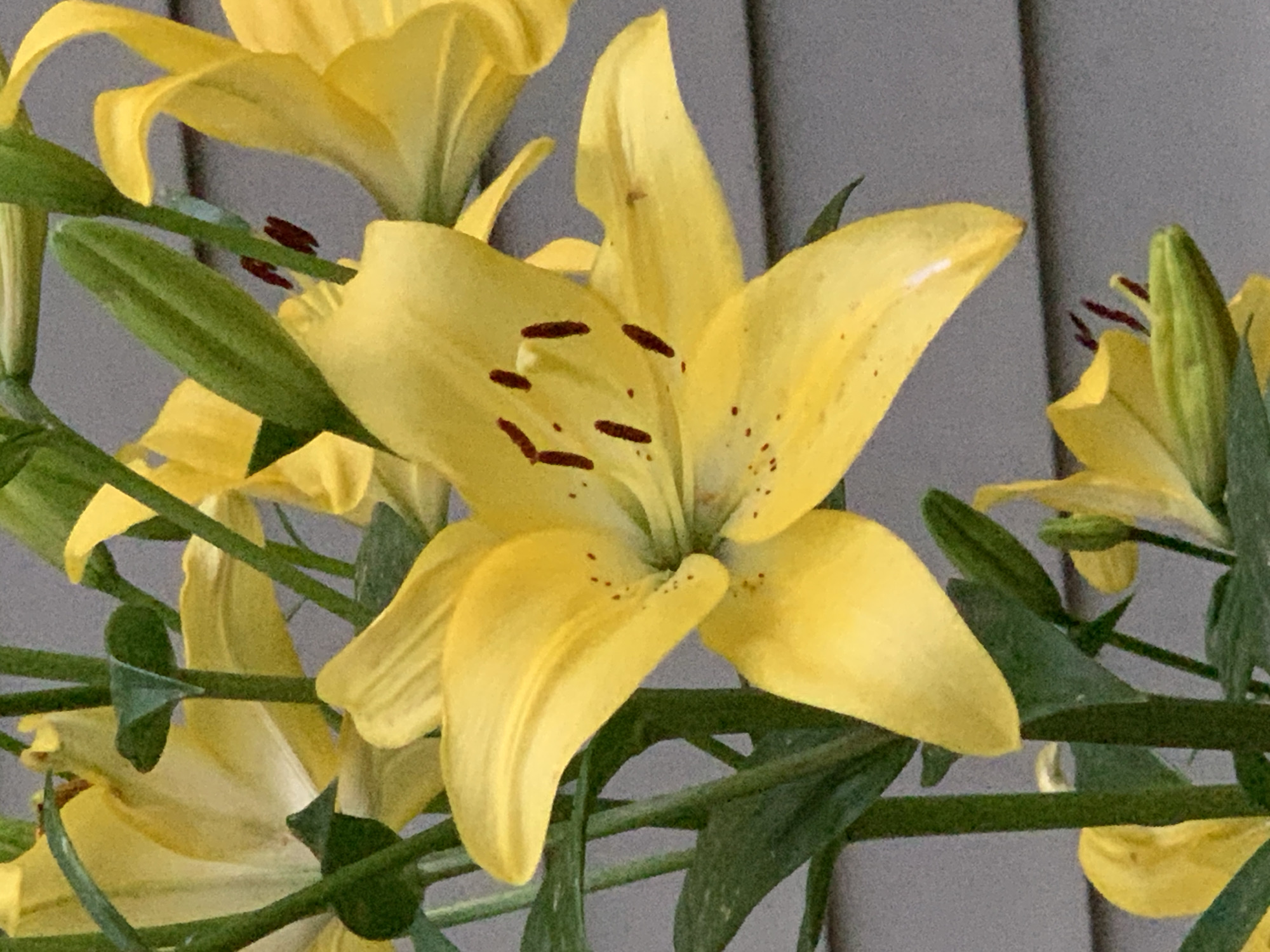 This is a close-up, eye-level shot of bright yellow lily flowers and green stems against a muted gray background. The lilies, which appear to be Asiatic lilies due to their shape and speckled petals, are in various stages of bloom, with one large flower prominently featured in the foreground. This flower has six petals, many of which are curved and delicate, and the center of the flower displays prominent dark red stamens. Smaller buds and unfurled petals of other lilies are visible throughout the frame, creating a layered effect. The green stems and leaves are thick and vibrant, providing a strong contrast to the yellow petals. The background is a nondescript gray surface, possibly siding of a building, which is slightly out of focus, emphasizing the sharpness of the flowers. The lighting is natural, casting subtle shadows that highlight the texture and contours of the petals. The image is devoid of any human presence or activity.