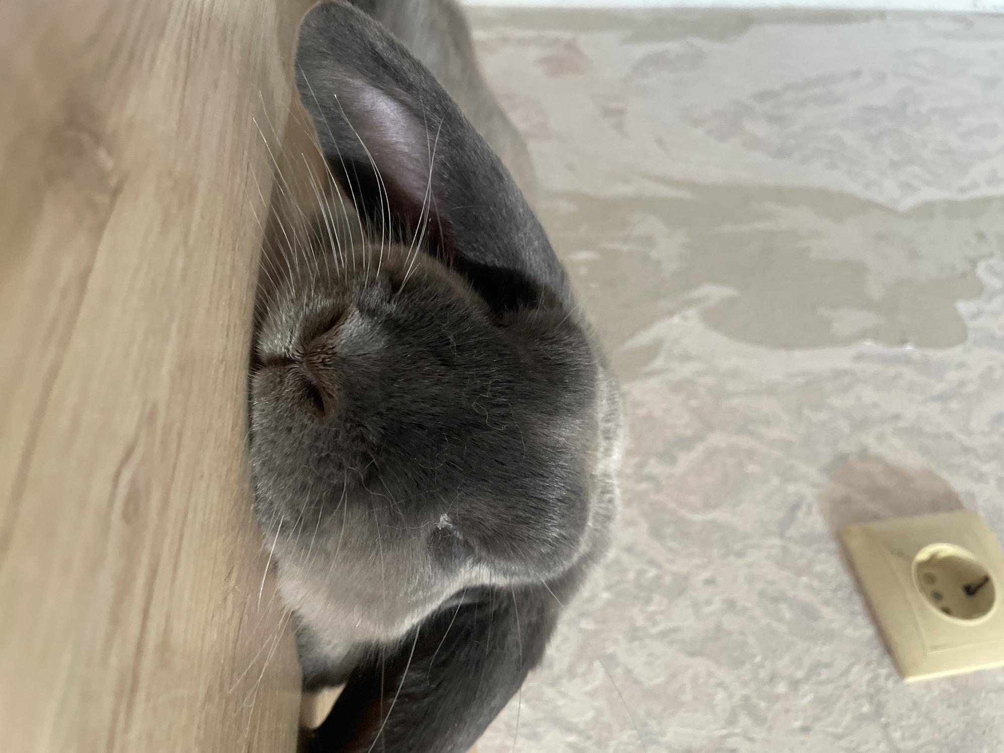 A close-up, low-angle shot shows a grey lop-eared rabbit lying on a light brown wooden surface. The rabbit's head is the primary focus, with its eyes closed and ears spread outwards, resting on the surface. Its nose and long white whiskers are visible. The background is out of focus, showing a textured light-colored wall with a cream-colored electrical outlet in the upper right corner. There is no information in the image to suggest a location in Votkinsk, Russia.
