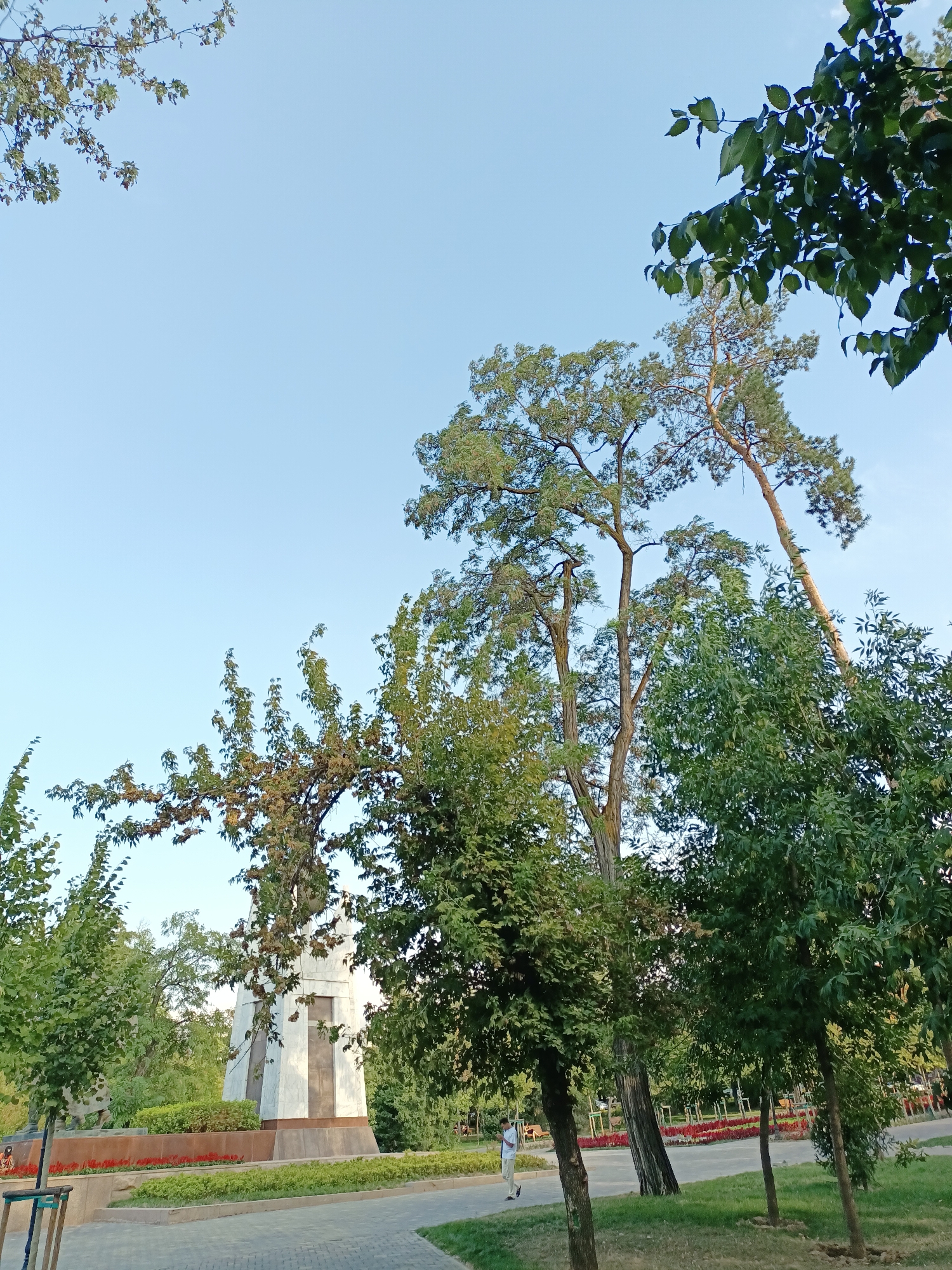 A tall, obelisk-like monument made of white marble with dark bronze accents stands in a park setting under a clear blue sky. The monument is surrounded by green lawns and flower beds with red flowers. Several trees with lush green foliage are visible throughout the park, some of which are tall and slender, while others are shorter and fuller. One tree in the foreground is a deciduous tree with branching limbs and clusters of leaves. In the middle ground, a person in light-colored clothing walks along a paved path. The overall scene depicts a well-maintained park with a monument, suggesting a public space likely in the city of Almaty, Kazakhstan.
