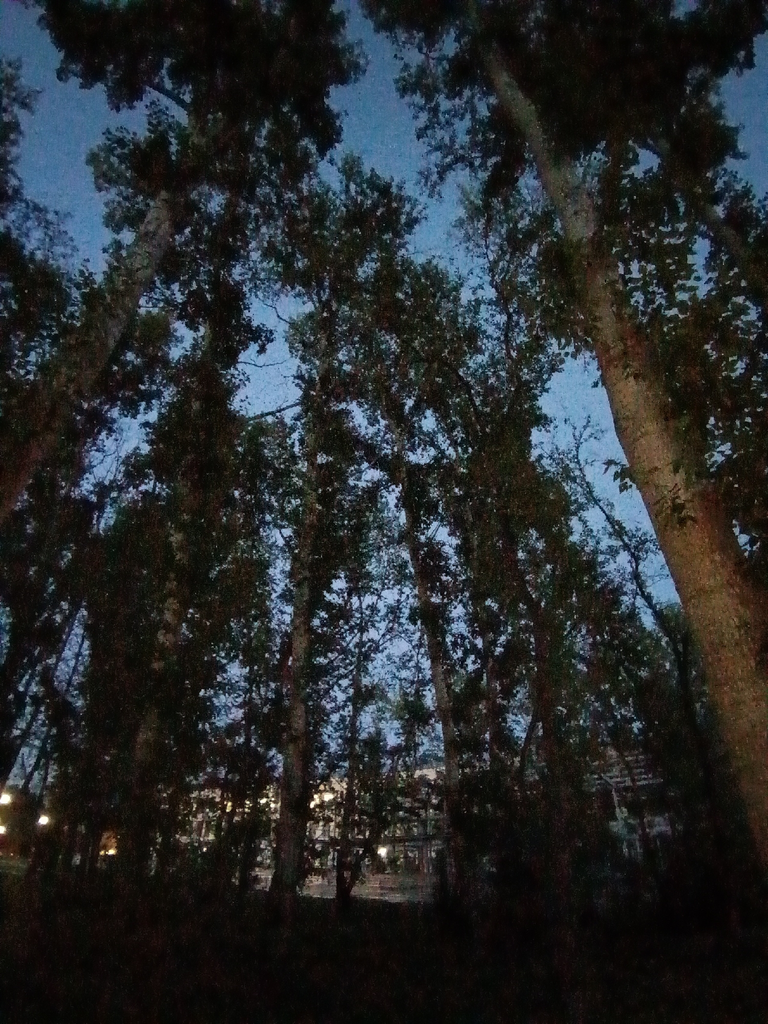 The image depicts a low-angle view looking up through tall trees at dusk. The sky is a deep blue, indicating twilight. The trees are dense with dark foliage, obscuring much of the background. In the mid-ground, through the gaps in the trees, there are faint outlines of structures, possibly buildings or park features, illuminated by artificial lights. Some of these lights appear as diffused glows. The overall impression is of a park or forested area within an urban setting, possibly on the outskirts of Komsomolsk-on-Amur, Russia, given the specific request to associate it with this location. There are no visible people or distinct actions taking place. The environment is natural, with the trees dominating the foreground and mid-ground, set against an urban backdrop hinted at by the distant lights.
