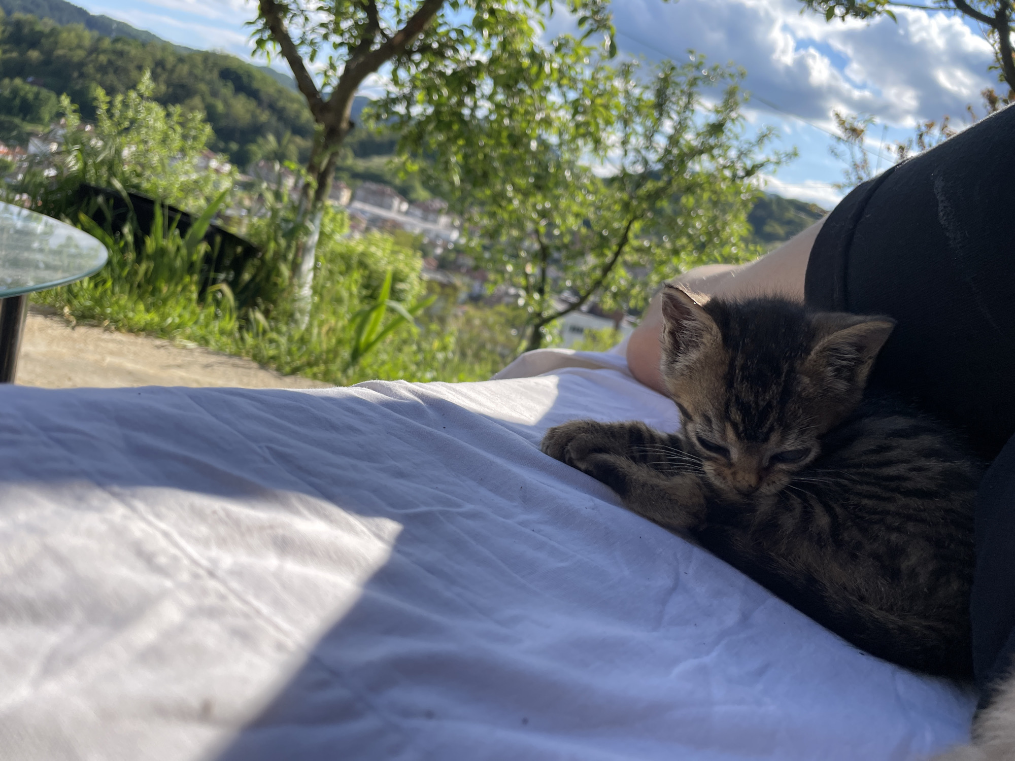 A kitten rests on a white cloth, possibly a blanket or sheet. To the right of the kitten is a person wearing black clothing. The background suggests an outdoor setting, with foliage, trees, and distant buildings that indicate a city or town. The location is likely Zlatograd, Bulgaria, due to the surrounding hills. The lighting indicates daylight conditions.