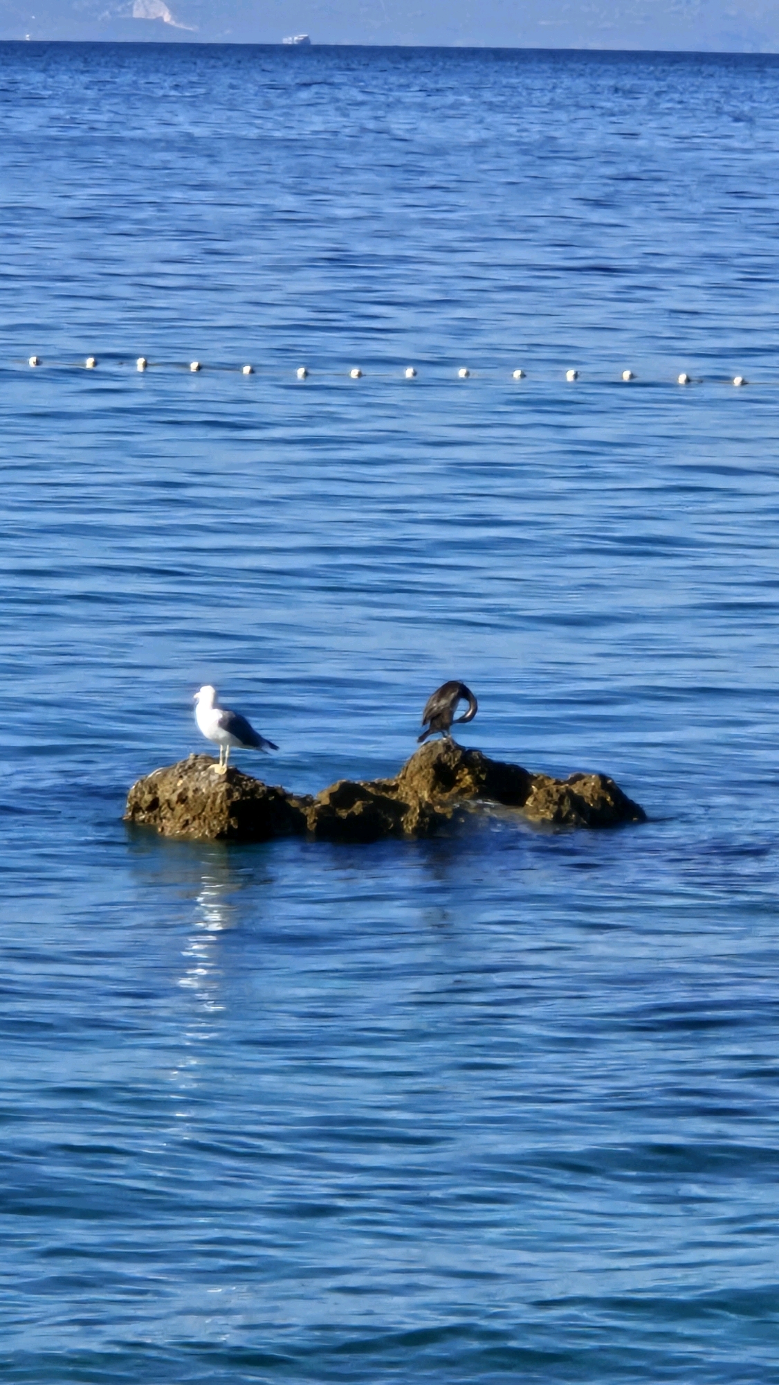 Two birds, a seagull and a cormorant, are perched on a small rock formation in the bright blue sea. The seagull stands upright on the left, facing right, with its wings slightly tucked. The cormorant, on the right, is hunched over, appearing to preen or rest, with its neck curved. The rock is brown and textured, breaking the surface of the water. In the background, a line of white buoys floats horizontally across the water. Further in the distance, a hazy shoreline with a faint mountain range is visible under a clear, pale sky. The water is calm with gentle ripples reflecting the sunlight.