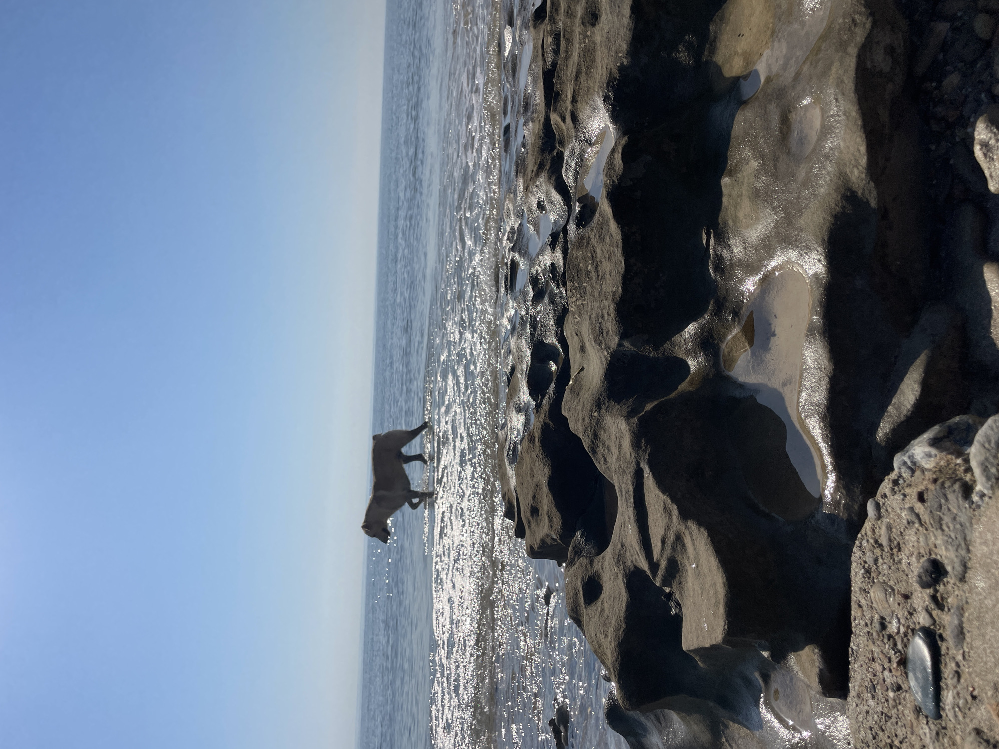 A medium-sized, tan-colored dog walks through shallow water at the edge of the sea, with its paws submerged. The dog is facing to the left, with its body partially obscured by the water. The sun is shining brightly, creating a shimmering effect on the water's surface. In the foreground, there are large, textured rocks that are wet and reflective. The background shows a calm sea that meets a clear blue sky. The scene appears to be a natural coastal environment. The location is Spathariko, Northern Cyprus / Cyprus.
