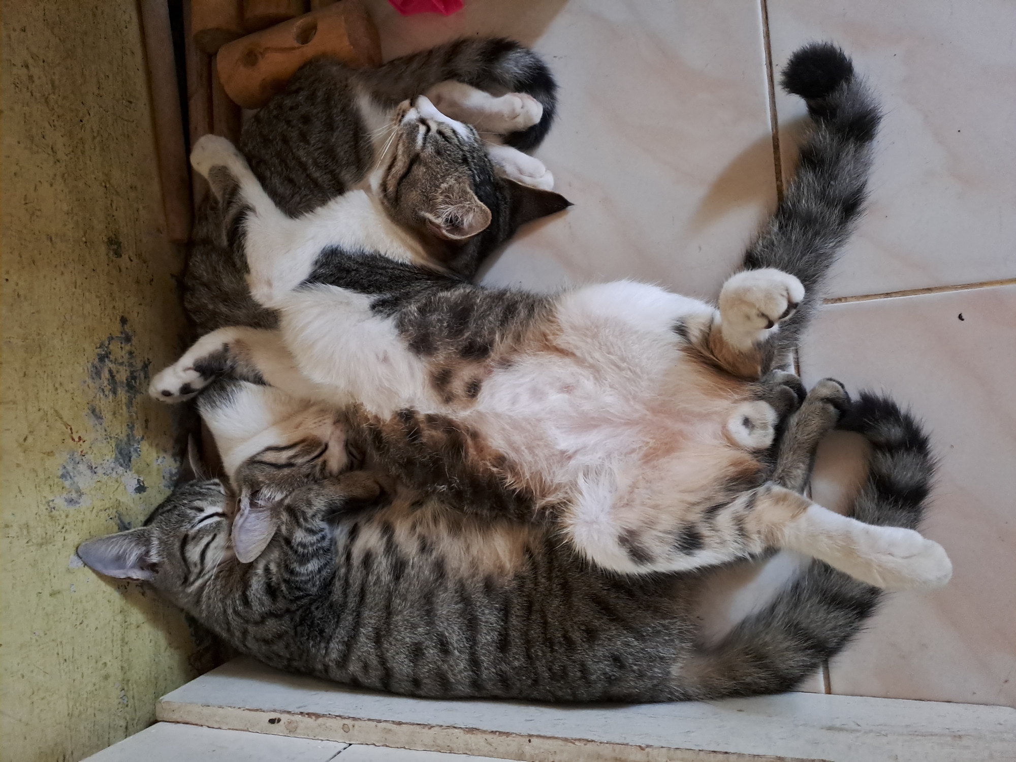Two cats are sleeping together on a tiled floor next to a light-colored wooden structure and a yellow wall. The cat on the left is curled on its side, with its head tucked into the other cat. The cat on the right is lying on its back, with its legs splayed out. Both cats have tabby markings. The environment appears to be indoors, likely a home, as indicated by the tiled floor and indoor furniture or fixtures. The scene suggests a peaceful, domestic setting in Lhokaweawe, Indonesia.